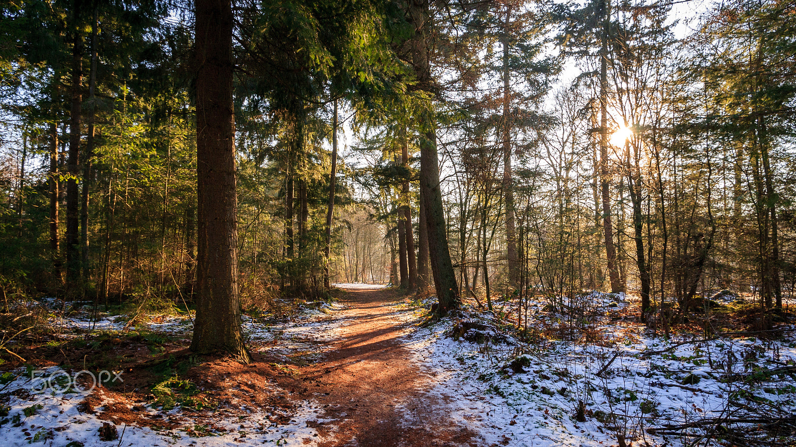 Canon EOS 400D (EOS Digital Rebel XTi / EOS Kiss Digital X) sample photo. Late winter forest, ter apel, the netherlands photography