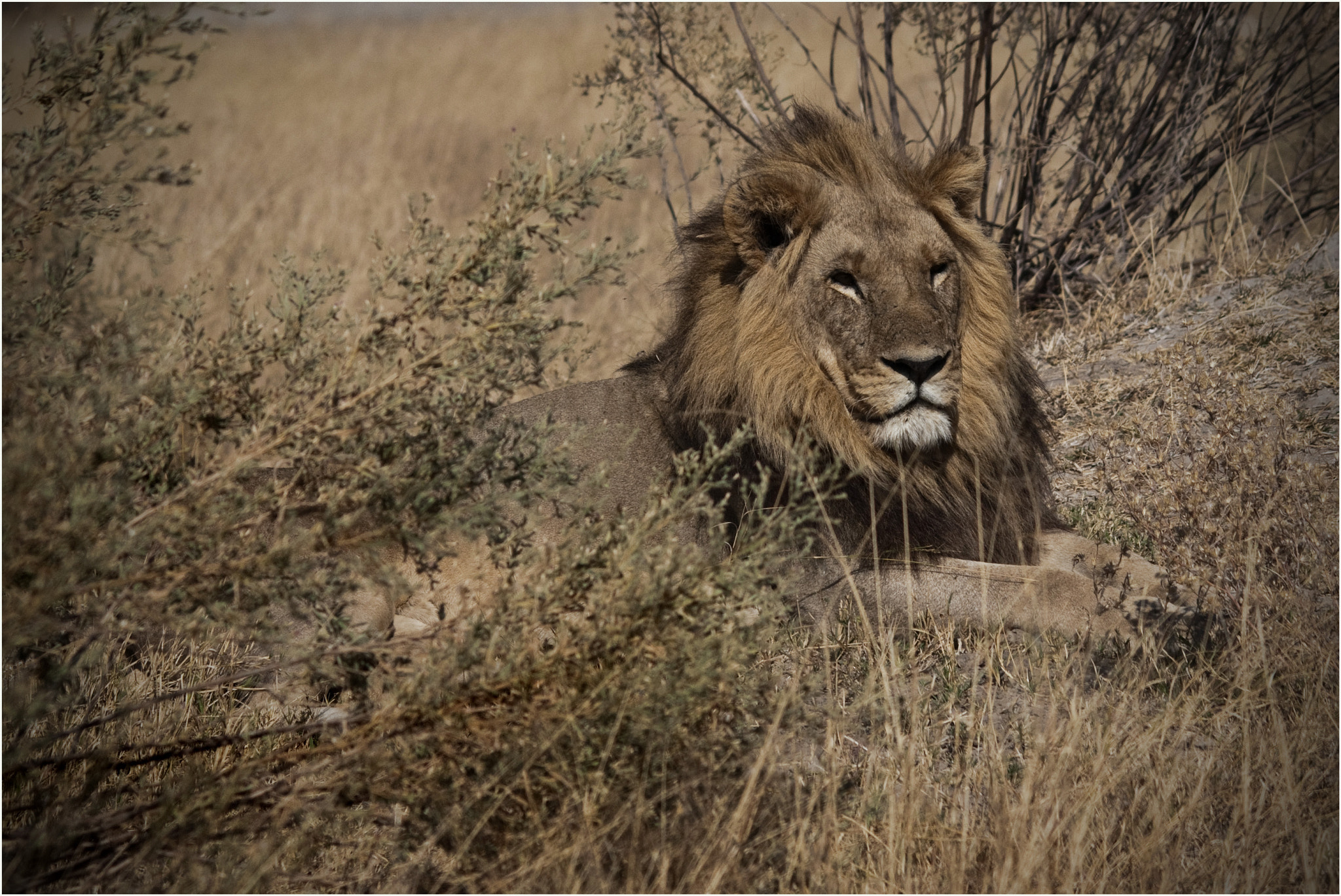 Sigma 150-500mm F5-6.3 DG OS HSM sample photo. Lion okavango photography