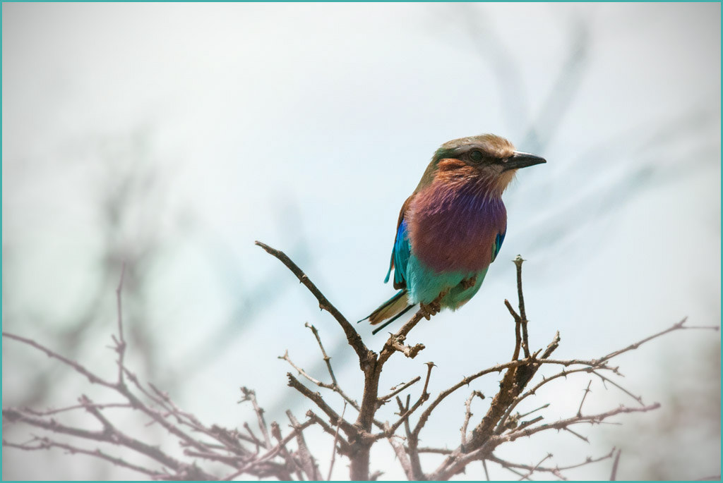 Nikon D80 + Sigma 150-500mm F5-6.3 DG OS HSM sample photo. Lilac breasted roller photography