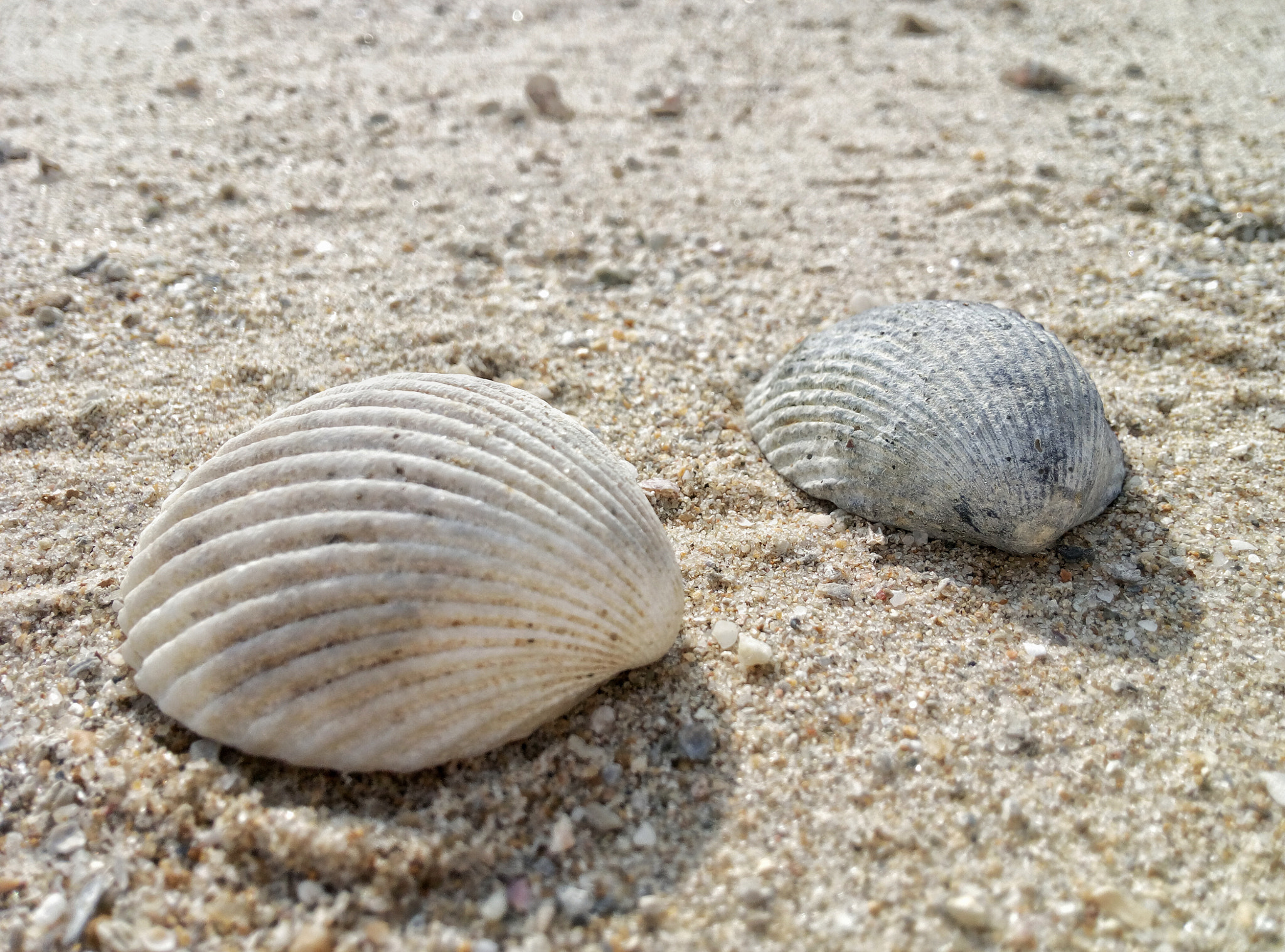 Meizu m1 metal sample photo. At last photography