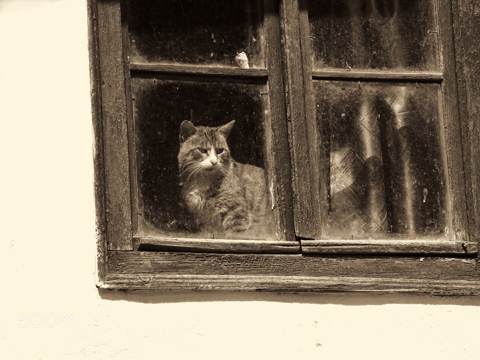 Canon POWERSHOT G7 sample photo. Cat photography
