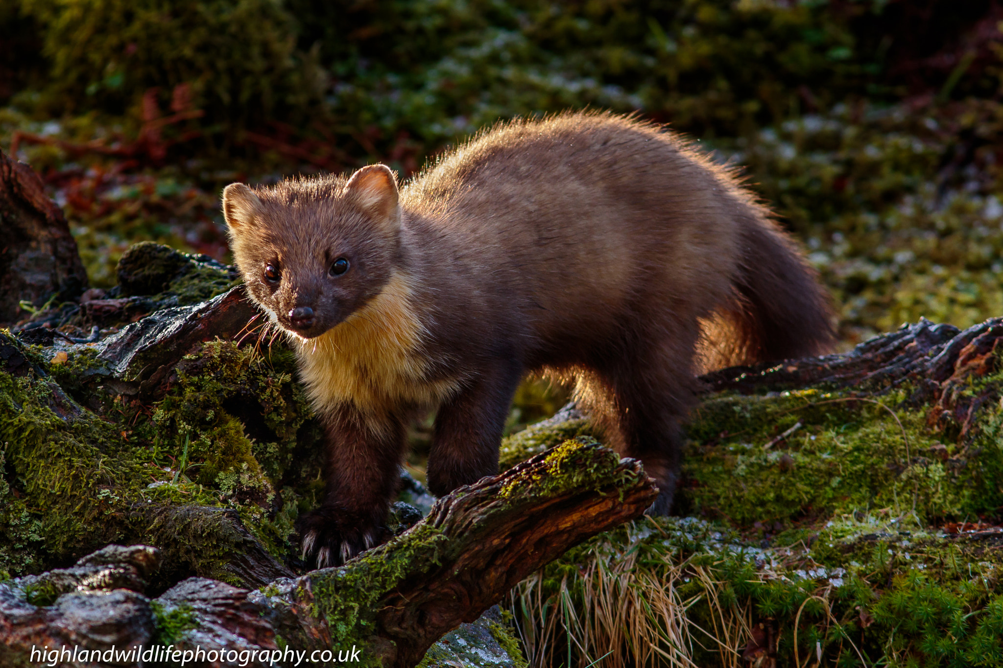 Canon EOS 7D Mark II + Canon EF 300mm F4L IS USM sample photo. Early morning pine marten photography