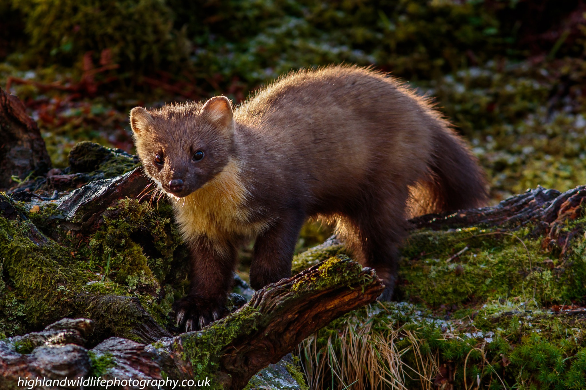 Canon EF 300mm F4L IS USM sample photo. Early morning pine marten photography