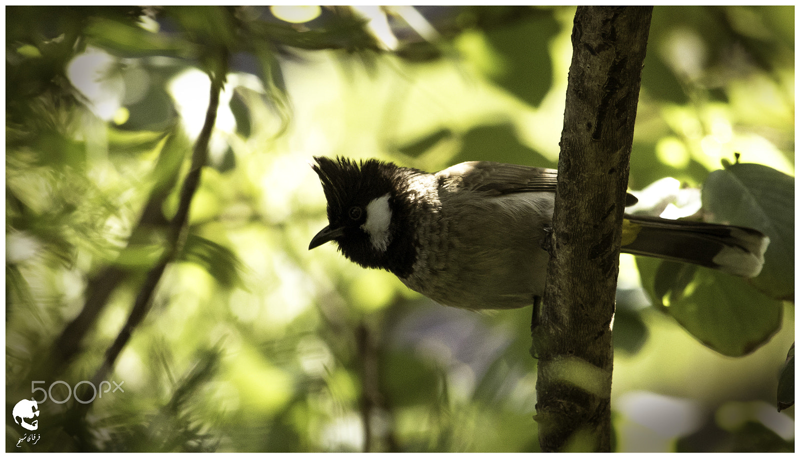Canon EF-S 55-250mm F4-5.6 IS STM sample photo. Himalayan bulbul photography