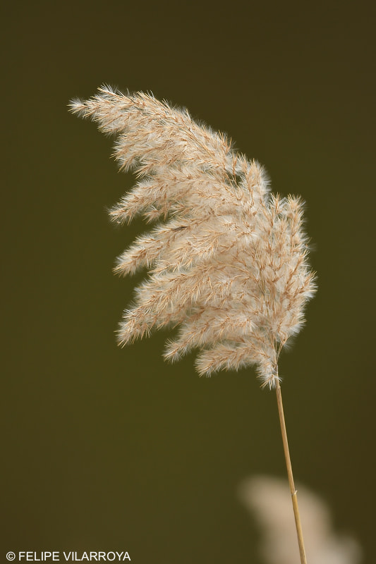 Nikon D7200 + Nikon AF-S Nikkor 300mm F4D ED-IF sample photo. Plumero photography