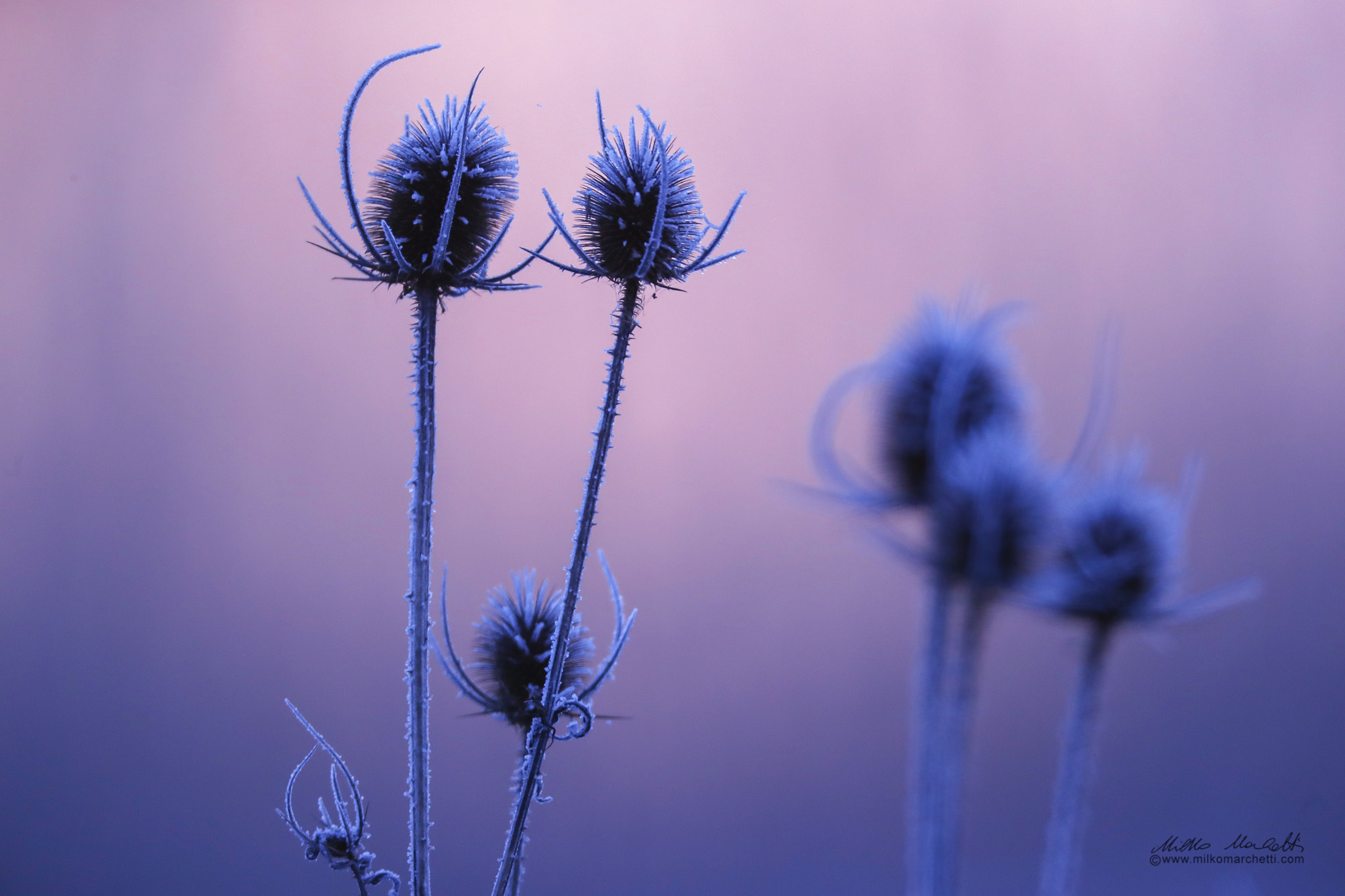 Canon EOS-1D X Mark II + Canon EF 600mm F4L IS USM sample photo. Before sunrise photography