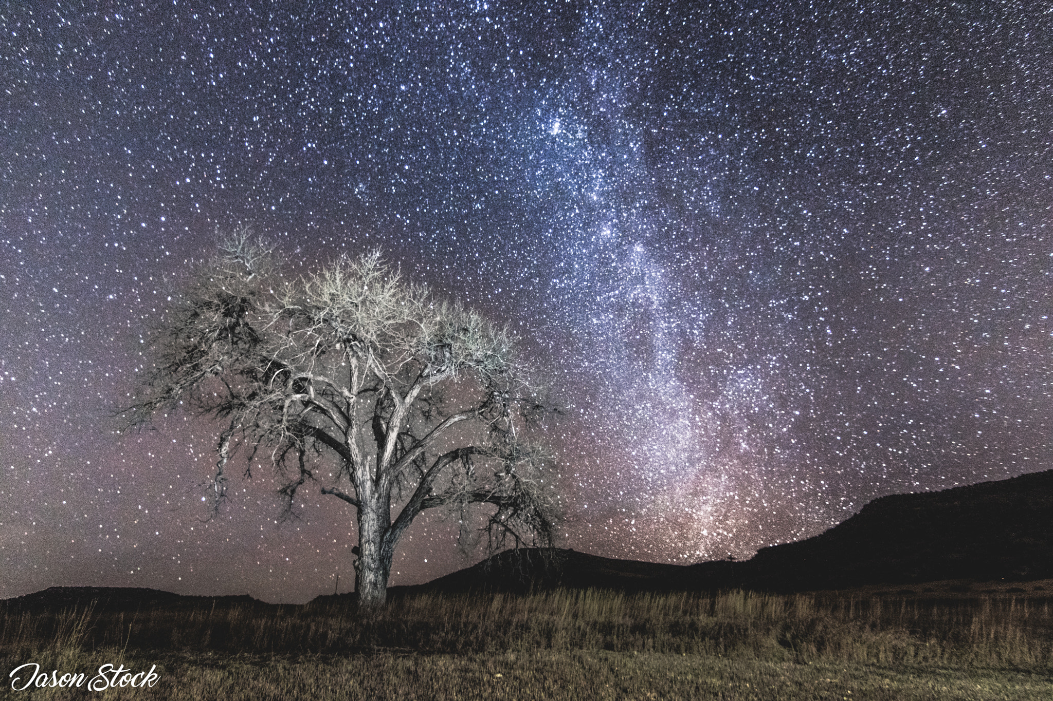 Canon EOS 750D (EOS Rebel T6i / EOS Kiss X8i) + Tokina AT-X Pro 11-16mm F2.8 DX sample photo. A tree from the night looks large under the stars, ... photography