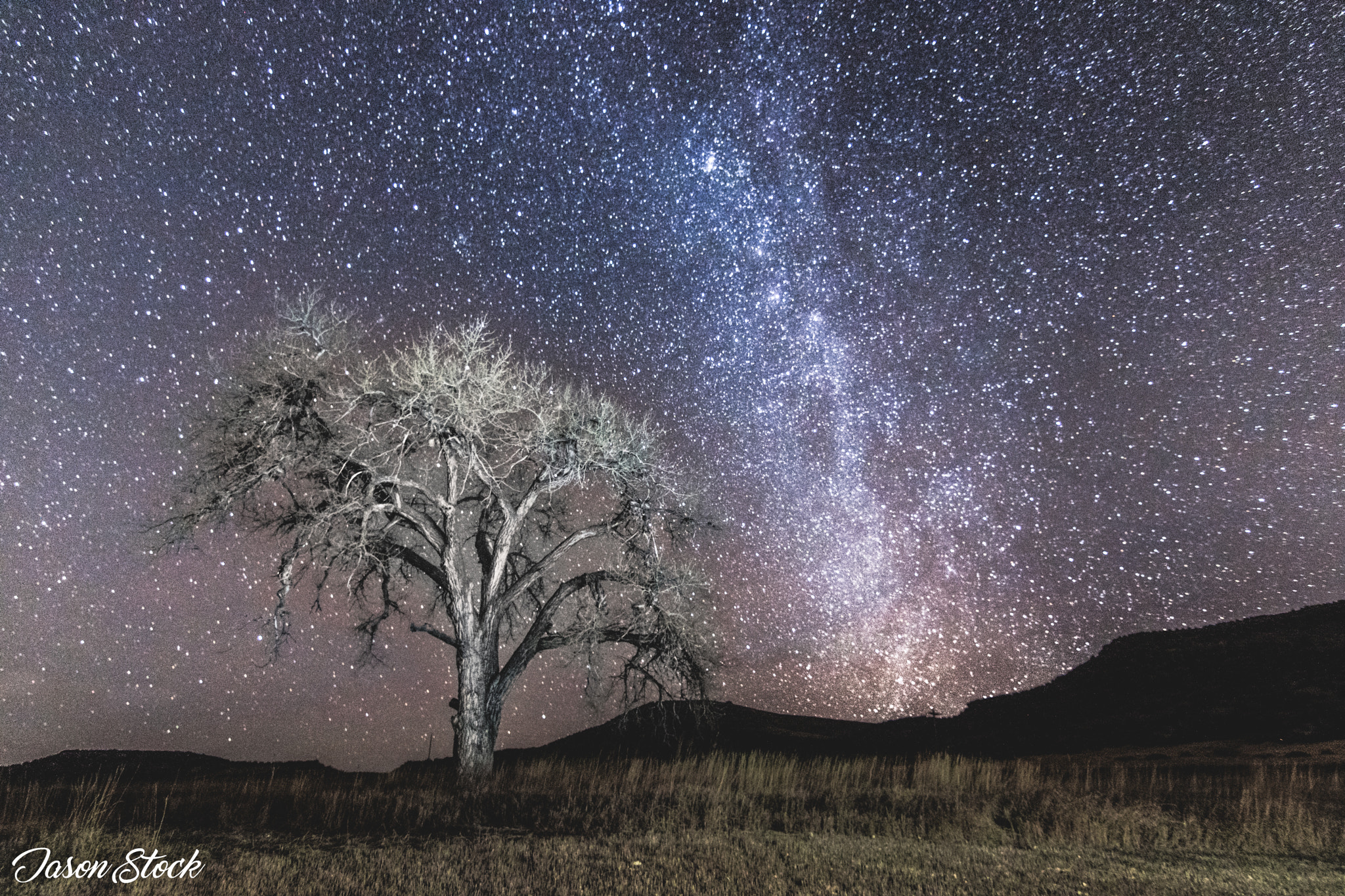 Canon EOS 750D (EOS Rebel T6i / EOS Kiss X8i) sample photo. A tree from the night looks large under the stars, ... photography