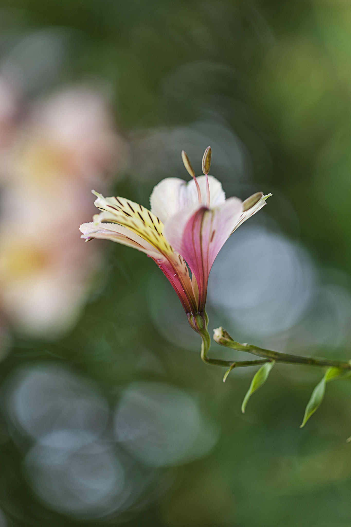 Canon EOS-1Ds Mark III + Canon EF 100mm F2.8L Macro IS USM sample photo. Inca lily photography