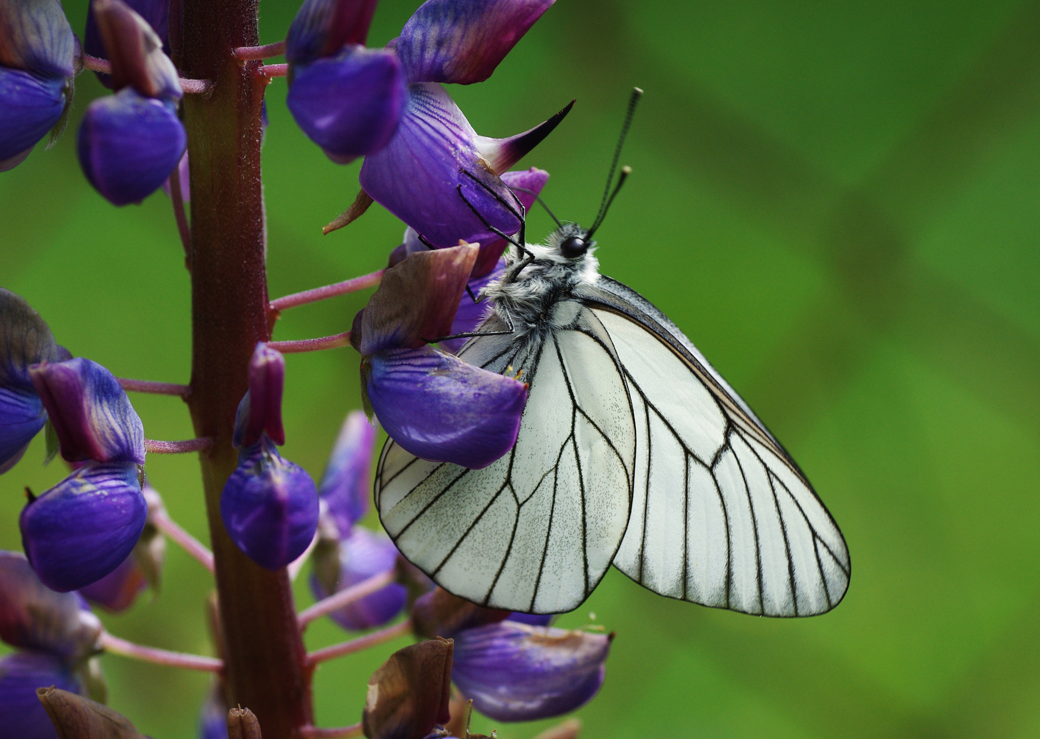 Pentax K200D sample photo. Aporia crataegi photography