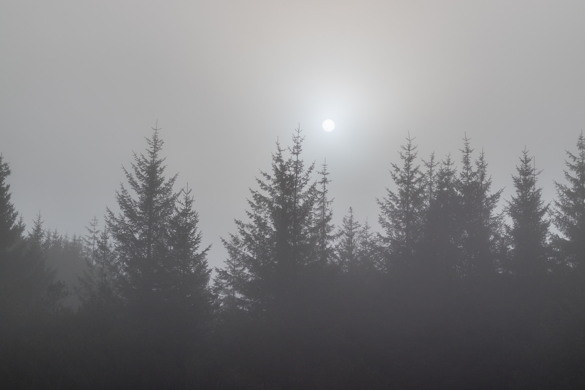 Canon EOS M3 + Canon EF 50mm F1.8 STM sample photo. Foggy day at the forest. photography