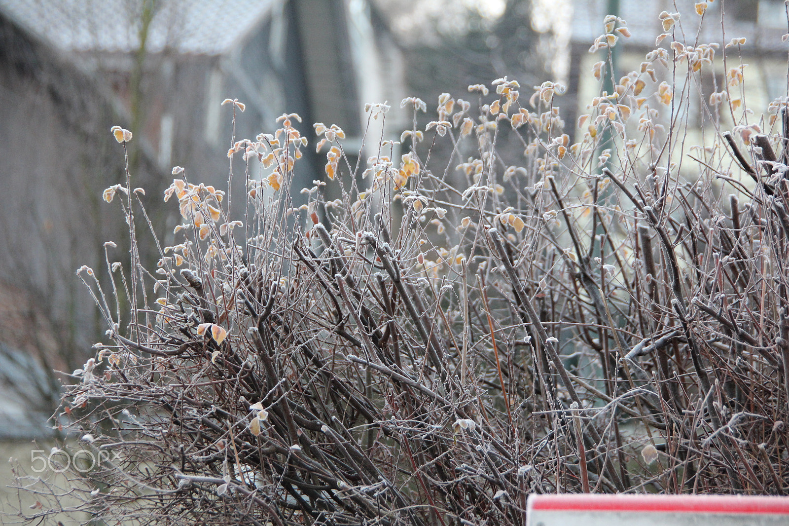 Canon EOS 550D (EOS Rebel T2i / EOS Kiss X4) sample photo. Frozen flowers - cold outside. photography