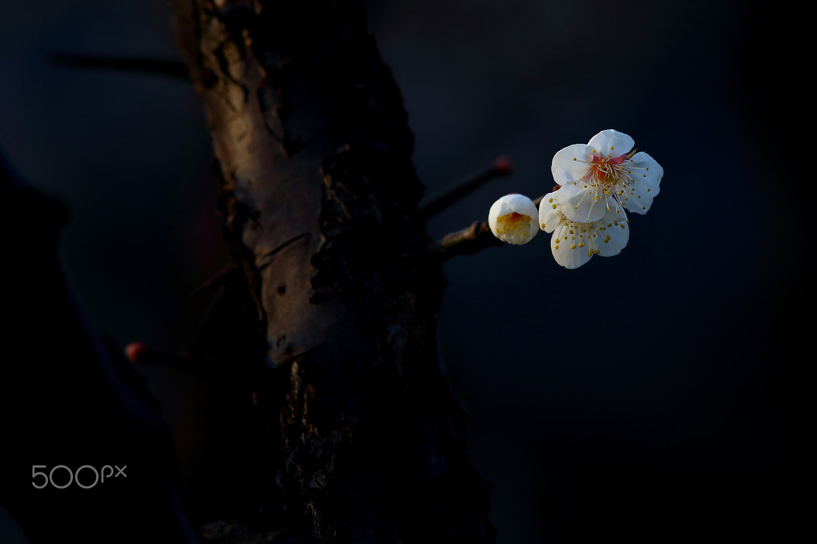 Canon EF 300mm F4L IS USM sample photo. 梅花 photography