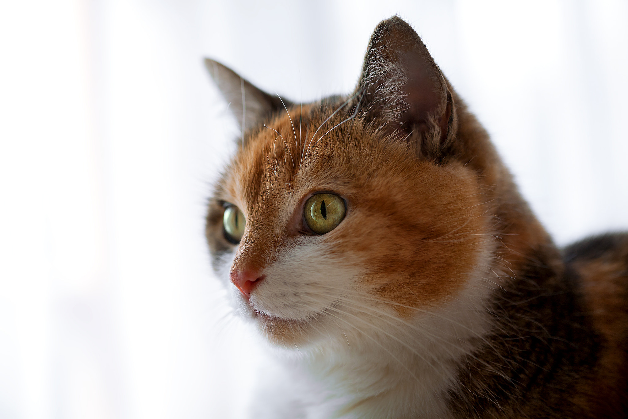 Canon EF 100mm F2.8 Macro USM sample photo. Maja portrait photography