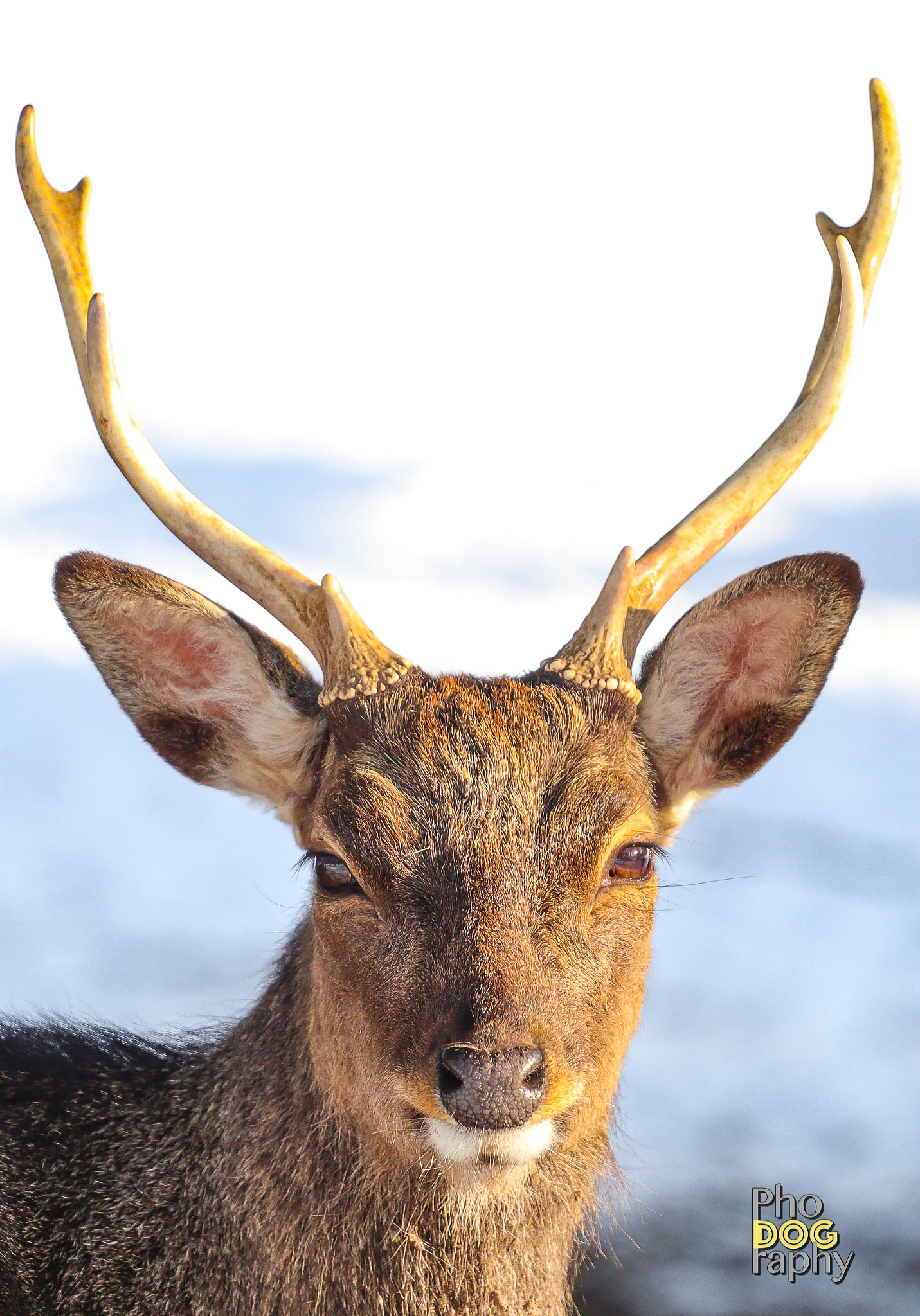 Canon EOS M5 + Canon EF 70-200mm F4L USM sample photo. Young deer photography