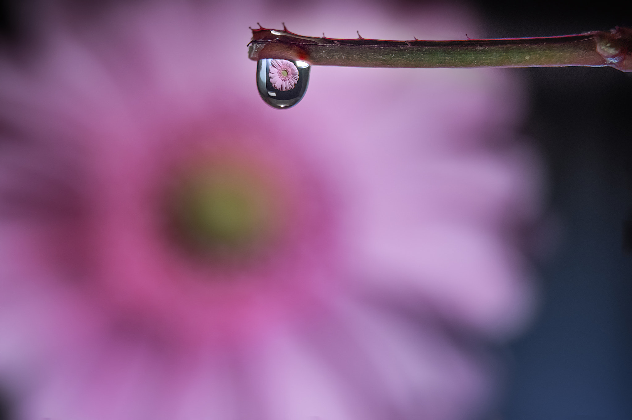 Sony a6300 + Canon EF 24-70mm F4L IS USM sample photo. Droplet reflection photography