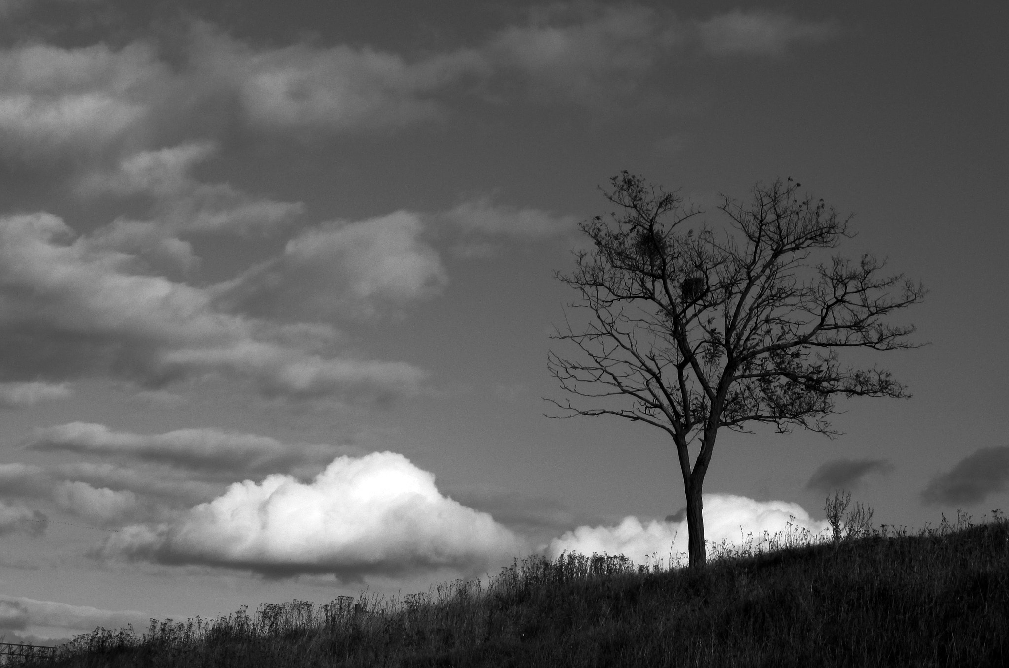 Canon PowerShot A4000 IS sample photo. Tree photography