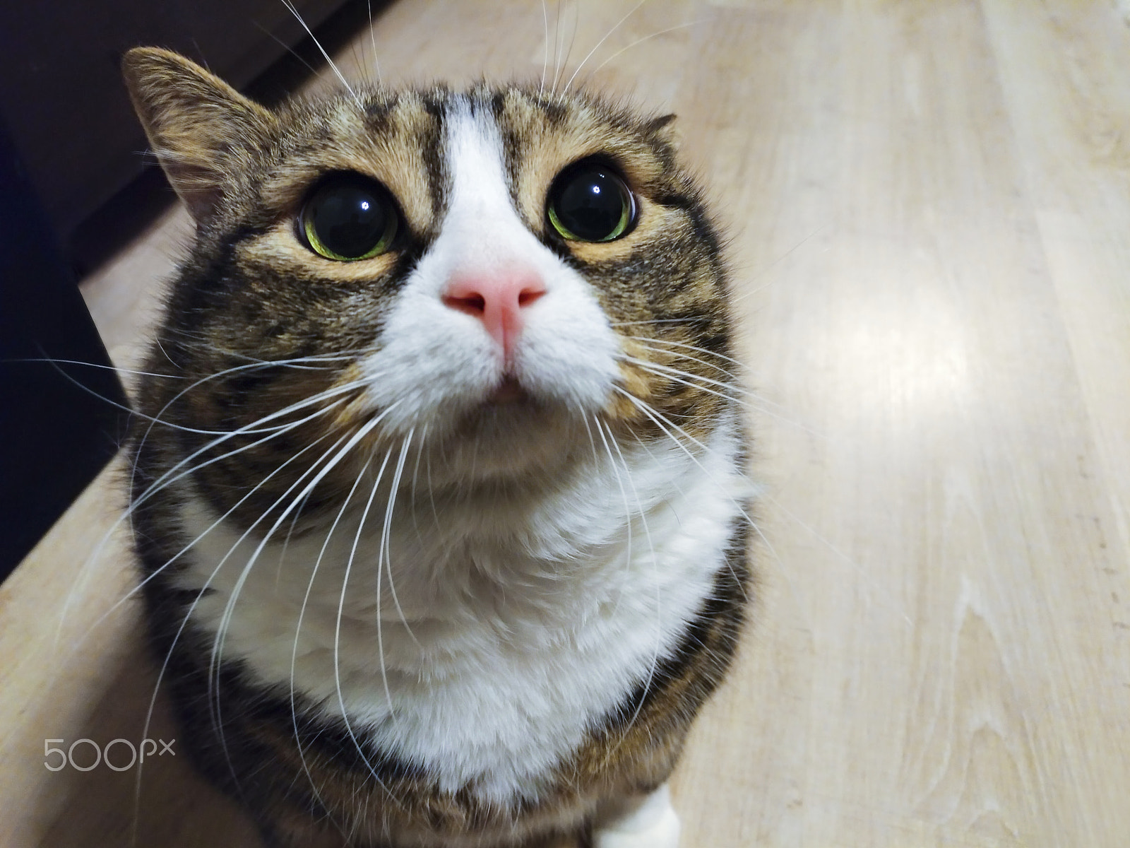 ASUS ZenFone 3 (ZE552KL) sample photo. Super cute fat tabby cat photography