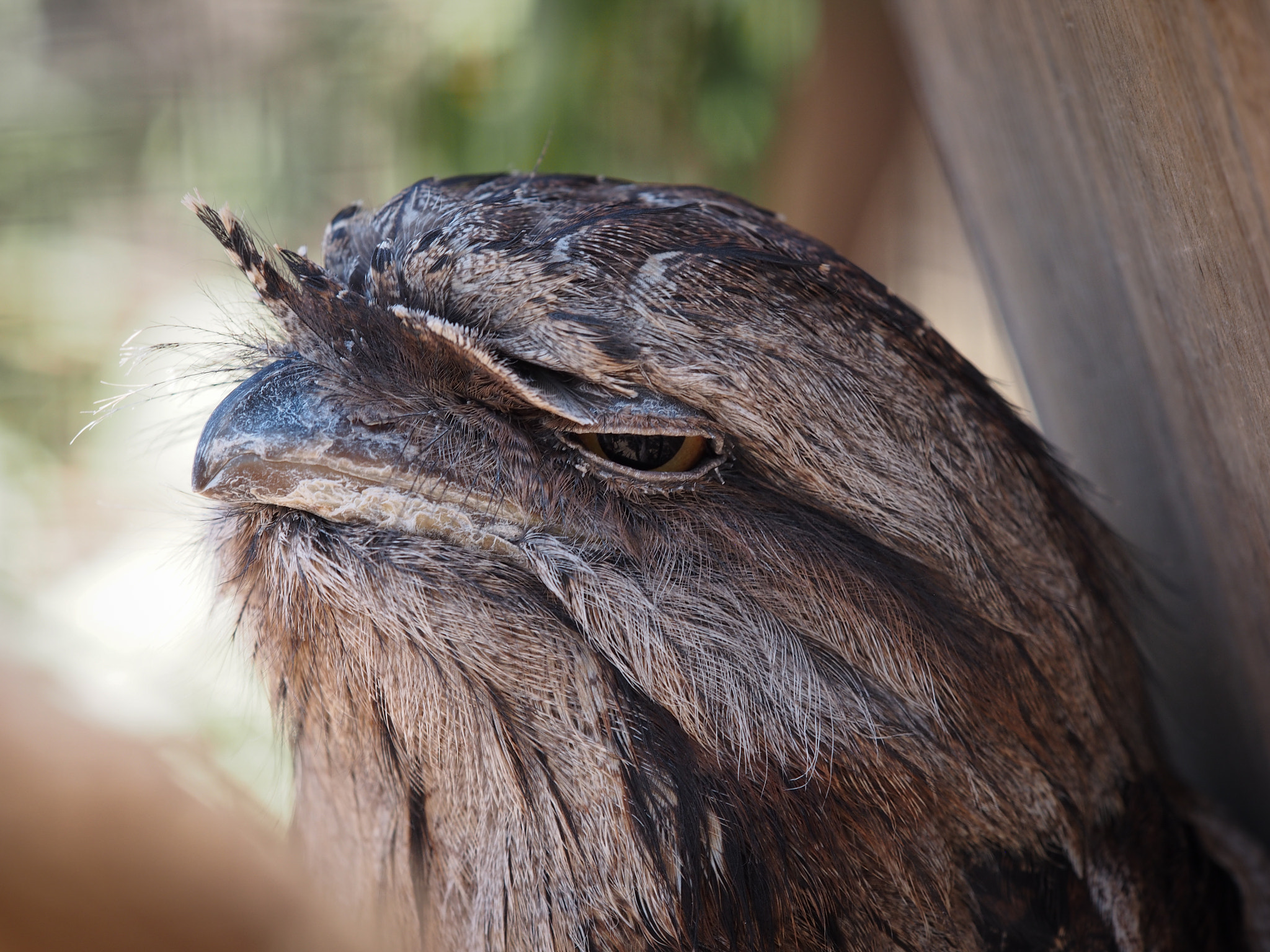 Olympus OM-D E-M5 + Olympus M.Zuiko Digital ED 40-150mm F2.8 Pro sample photo. Tawny frogmouth photography