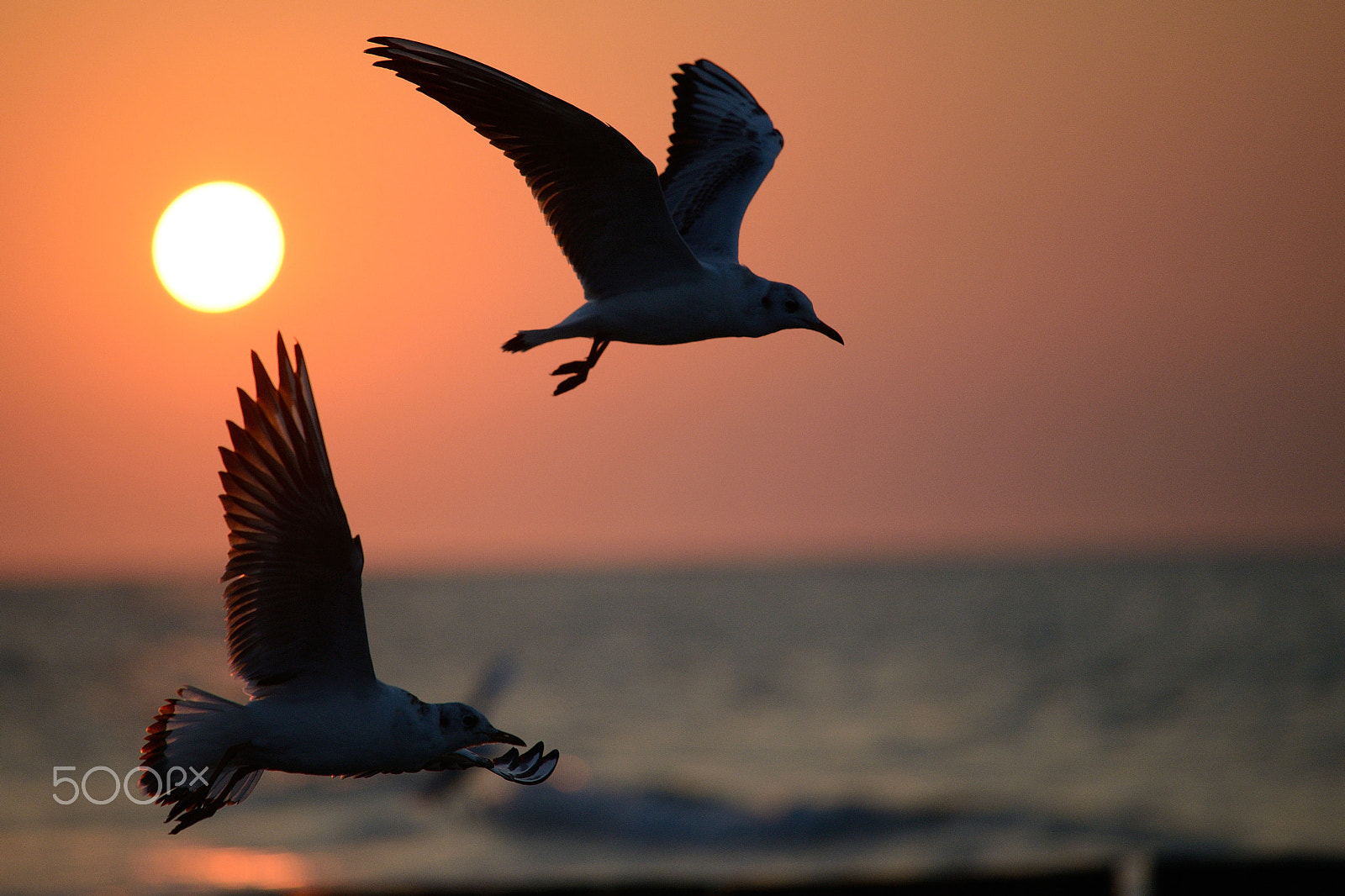 Nikon AF-S Nikkor 70-200mm F4G ED VR sample photo. Daedalus and icarus photography