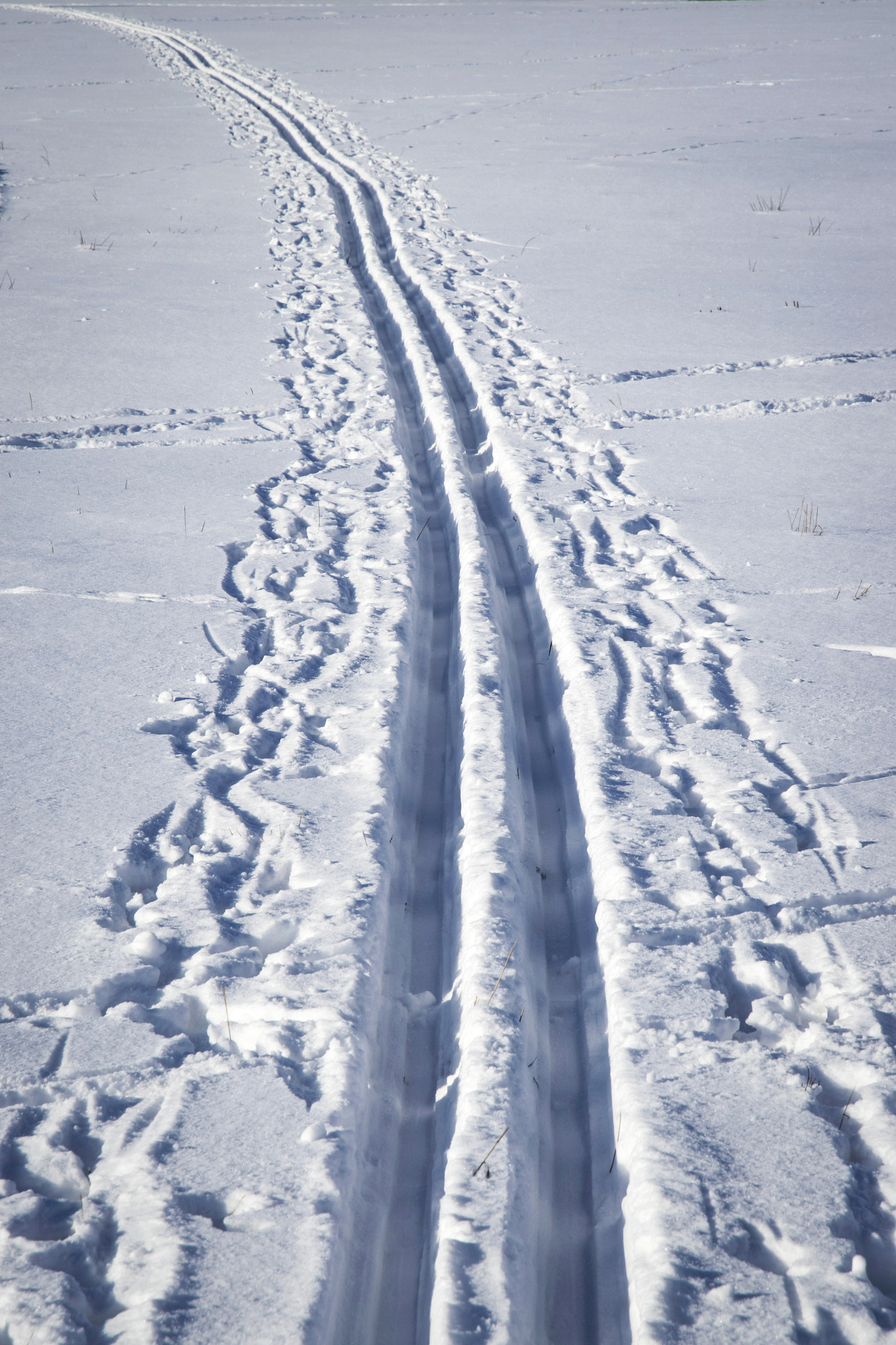 Nikon D5500 sample photo. Long skiing trails photography