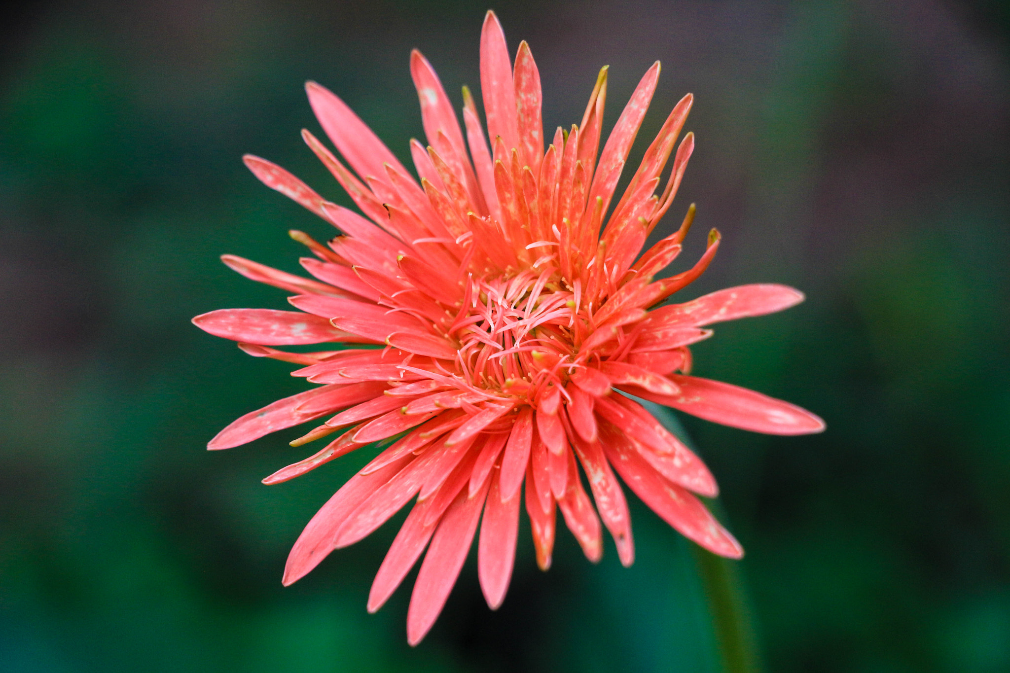 Canon EOS 100D (EOS Rebel SL1 / EOS Kiss X7) sample photo. Flower photography