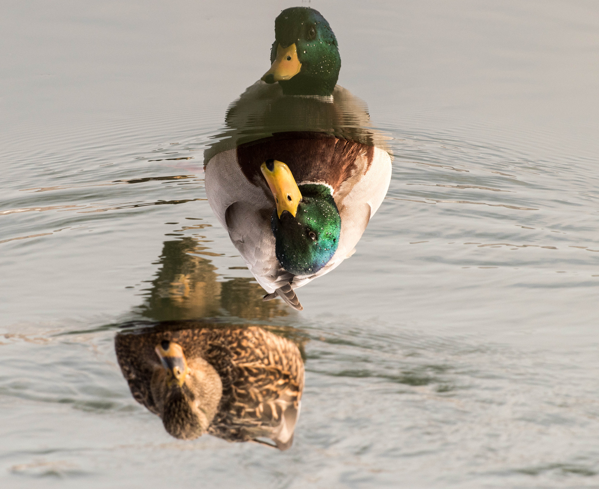 Nikon D5500 sample photo. Reflection photography