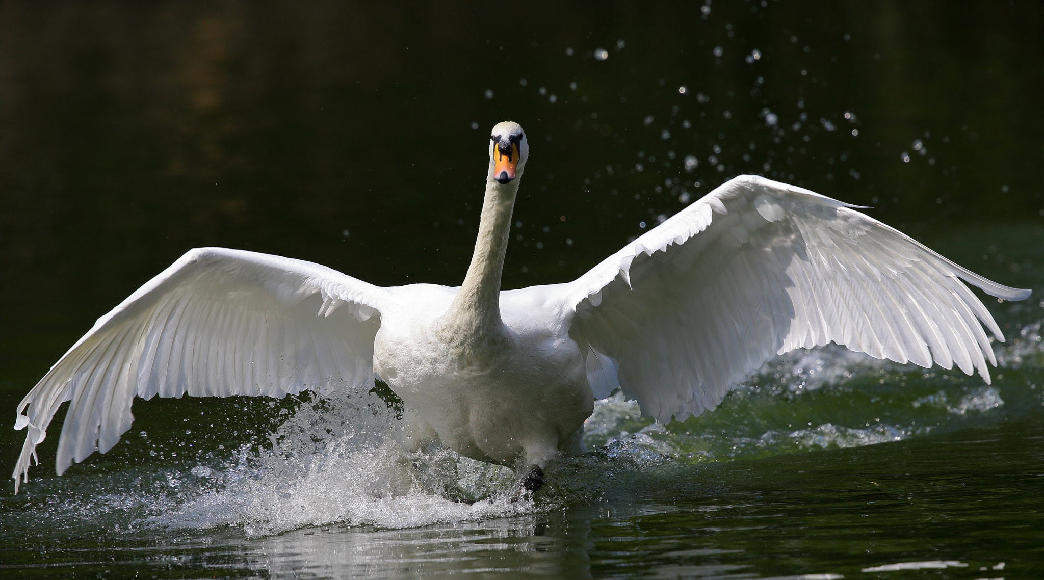 Canon EF 300mm F2.8L IS II USM sample photo. Cygnus olor photography