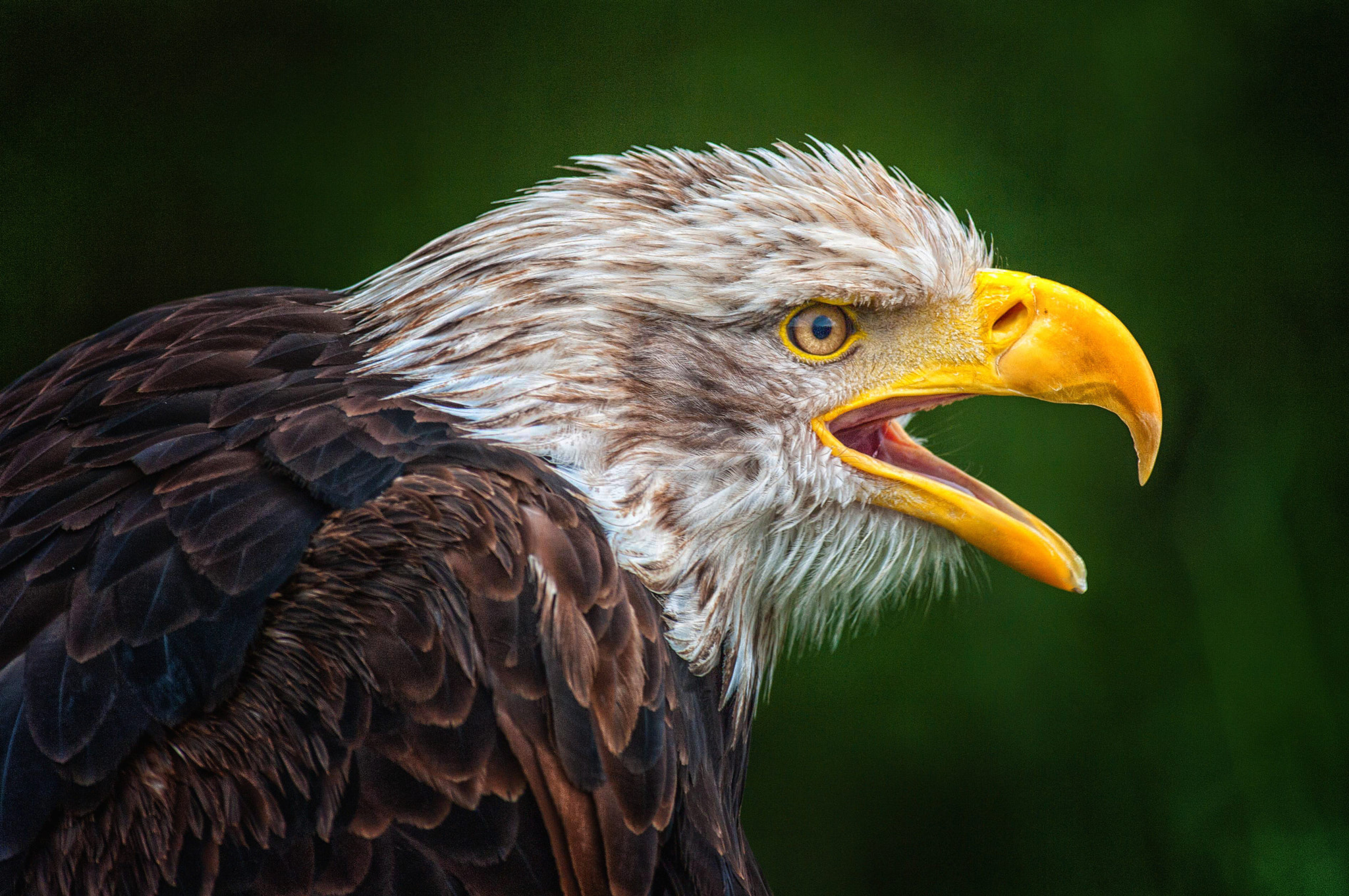 Pentax K20D sample photo. Bald eagle photography