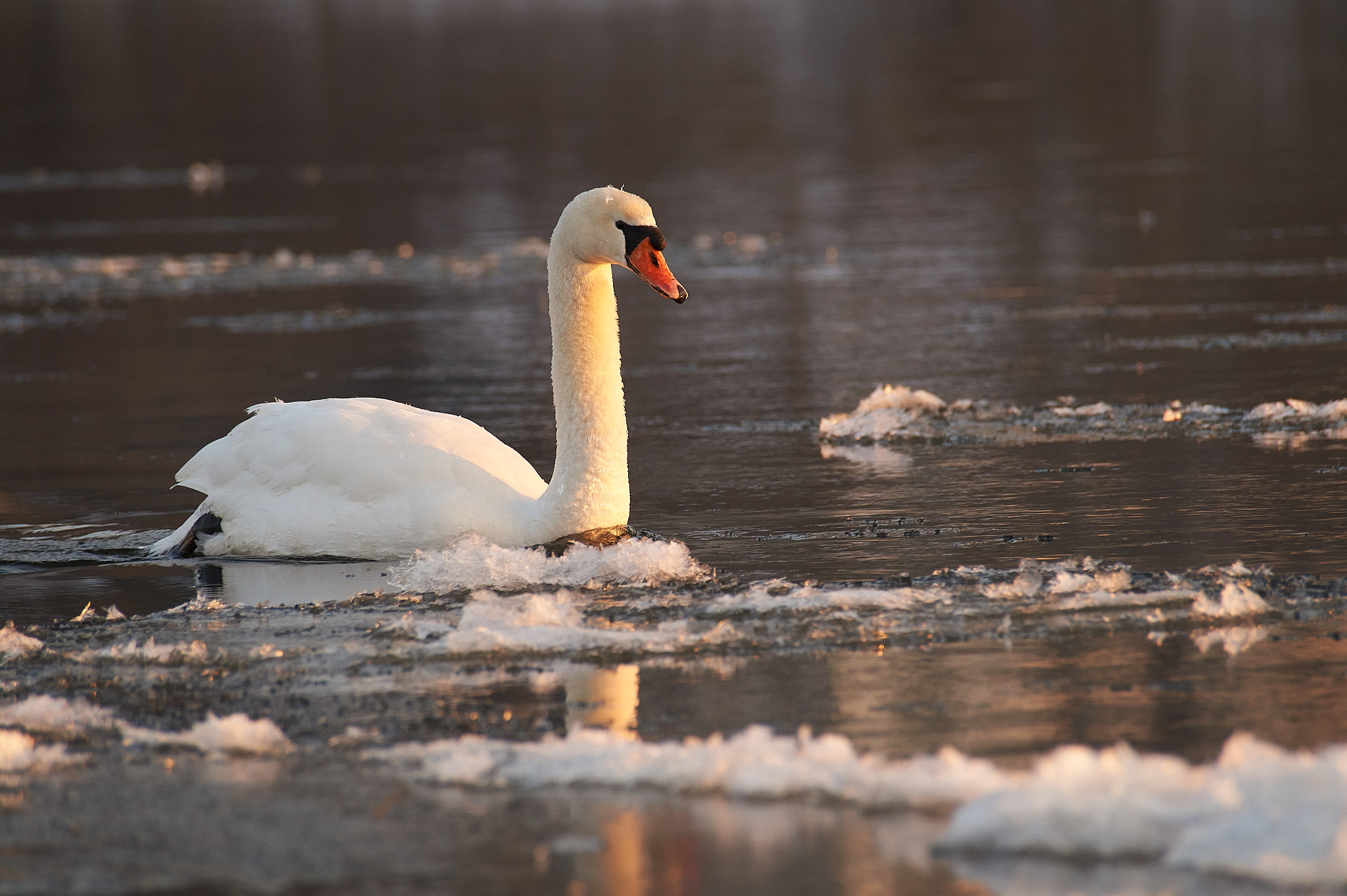 Sony DT 55-300mm F4.5-5.6 SAM sample photo. Eisschwan photography