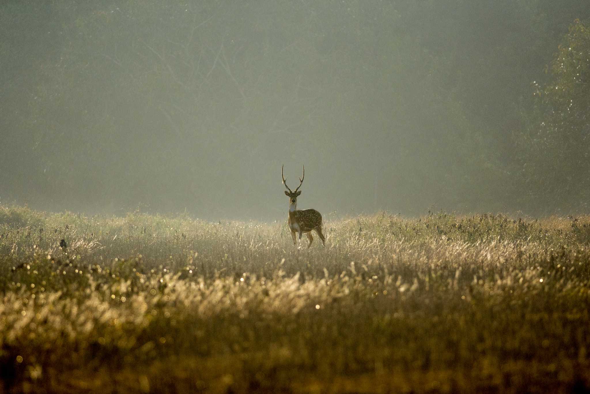 Nikon D7200 + Nikon AF-S Nikkor 300mm F4D ED-IF sample photo. Spotted deer photography