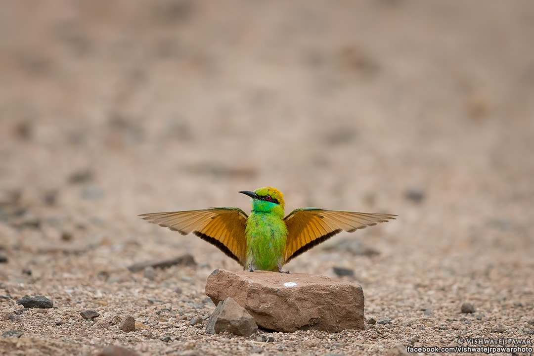 Canon EF 600mm F4L IS II USM sample photo. My throne photography