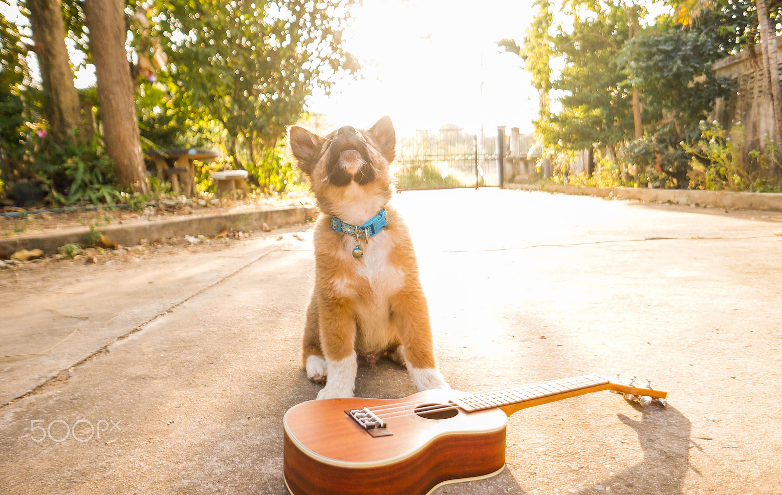 Sony Alpha NEX-5N + Sony E 16mm F2.8 sample photo. A dog and  ukulele photography