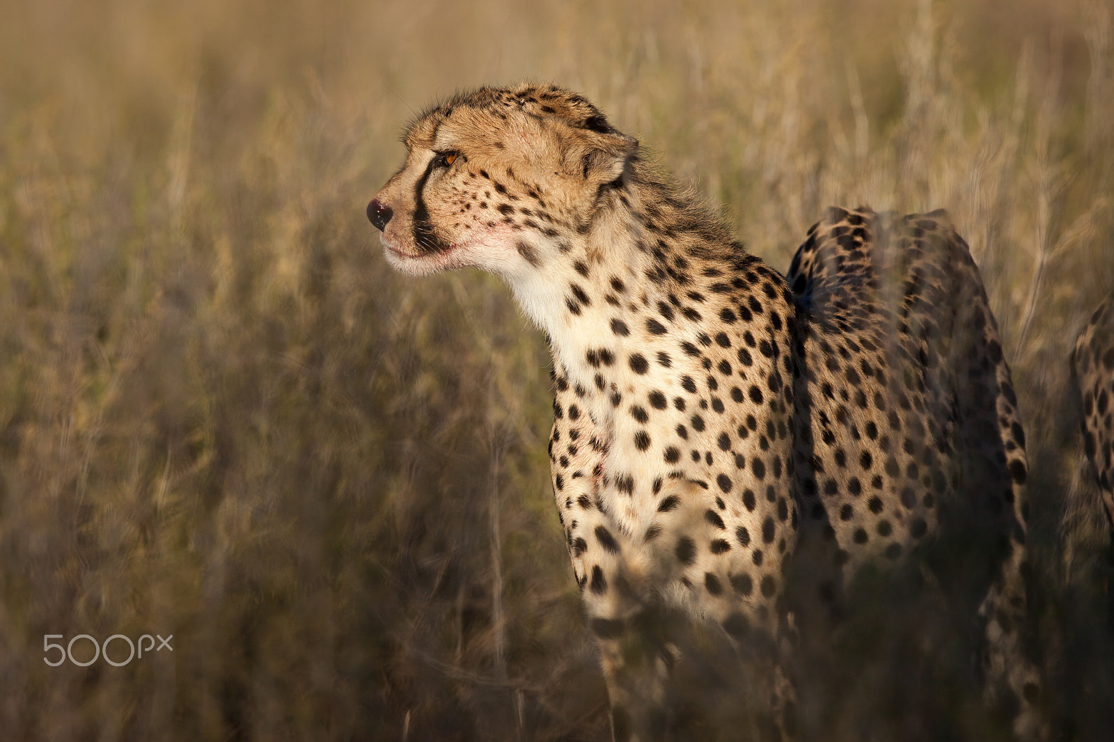 Canon EF 600mm f/4L IS sample photo. Observing the next meal photography