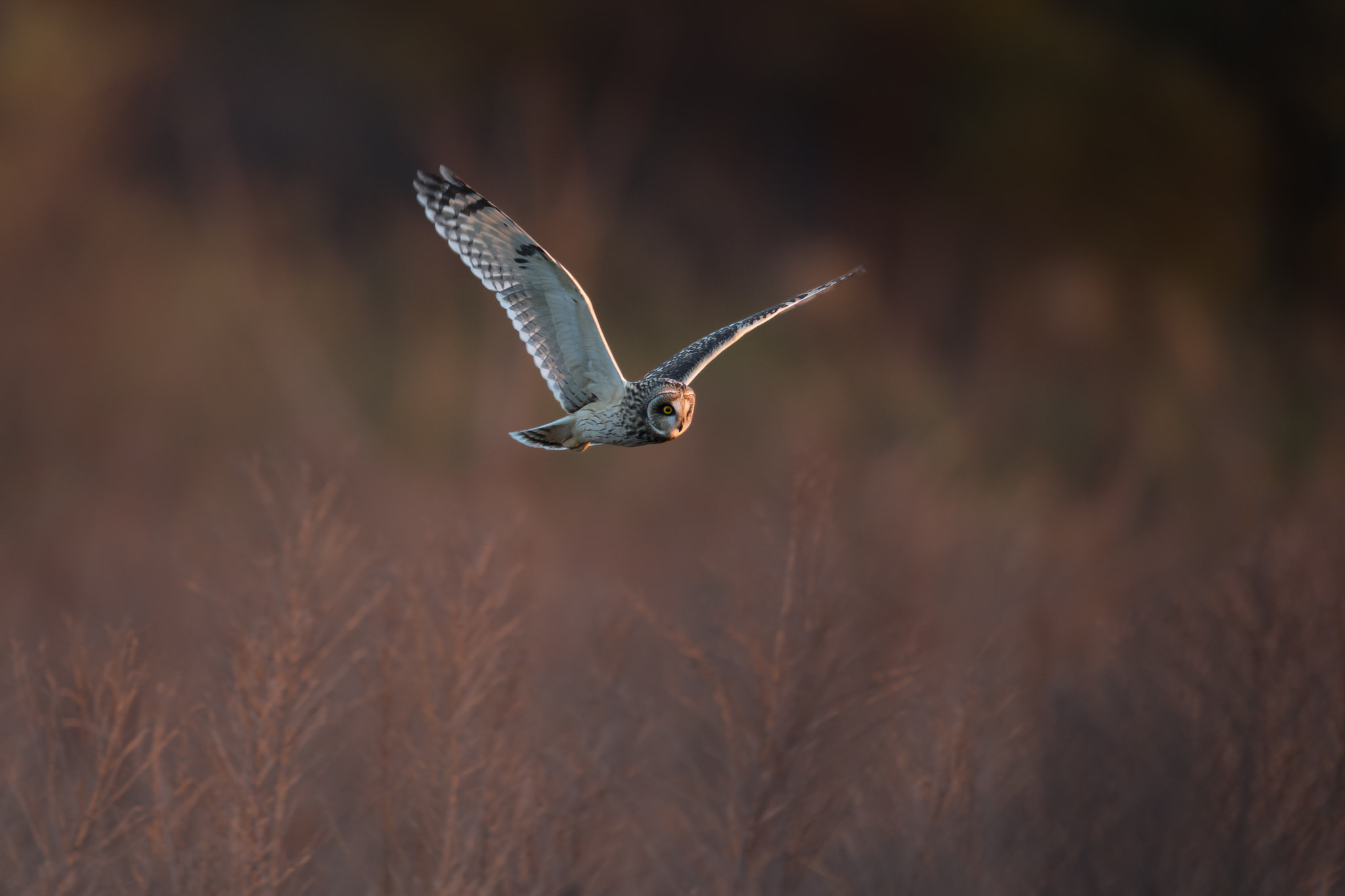 Canon EF 800mm F5.6L IS USM sample photo. Heat up photography