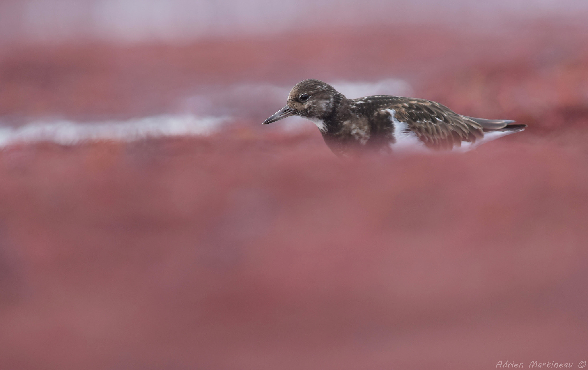 Nikon D810 + Nikon AF-S Nikkor 300mm F2.8G ED-IF VR sample photo. Tournepierre à collier (arenaria interpres) photography