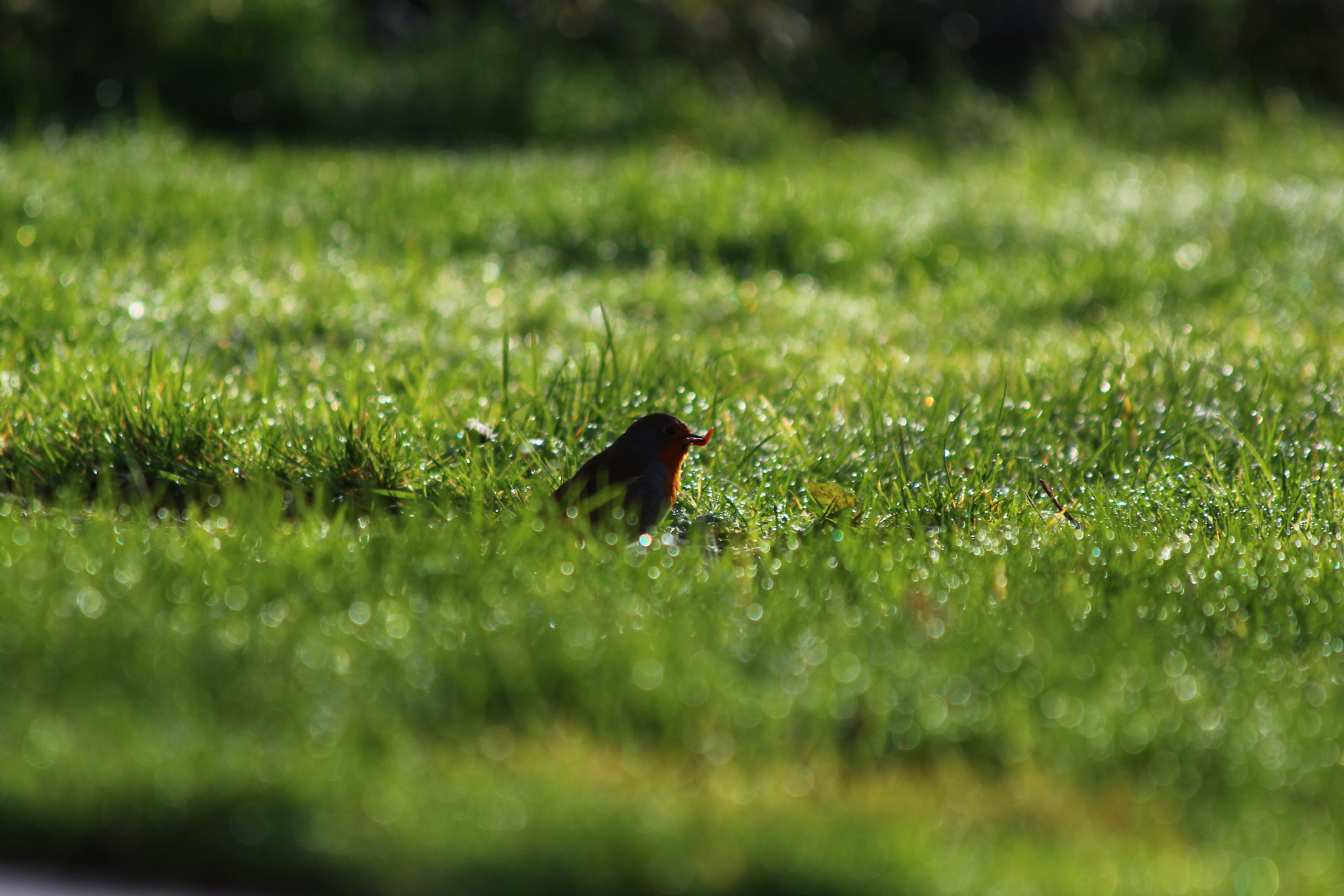 Canon EF 70-300mm F4-5.6 IS USM sample photo. Lunch time photography