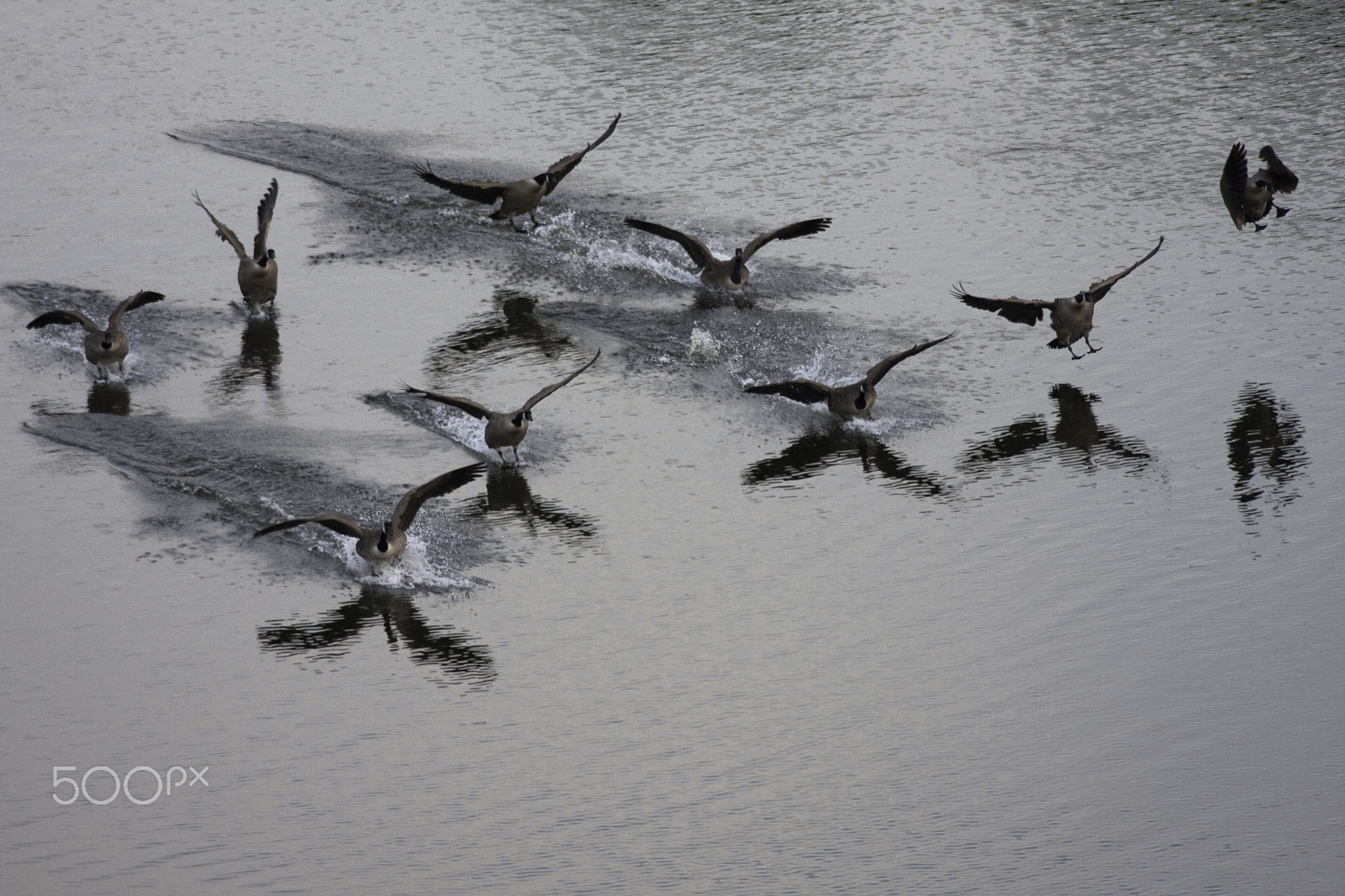 Canon EOS 40D sample photo. Canada goose landing photography