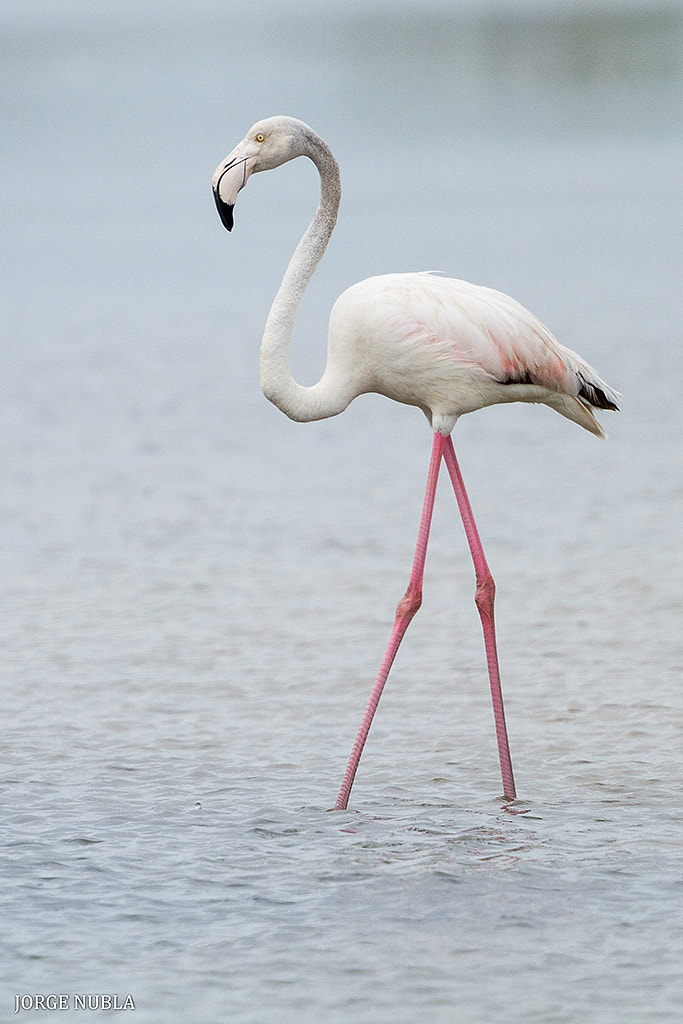 Canon EF 500mm F4L IS II USM sample photo. Flamenco común (phoenicopterus roseus). photography