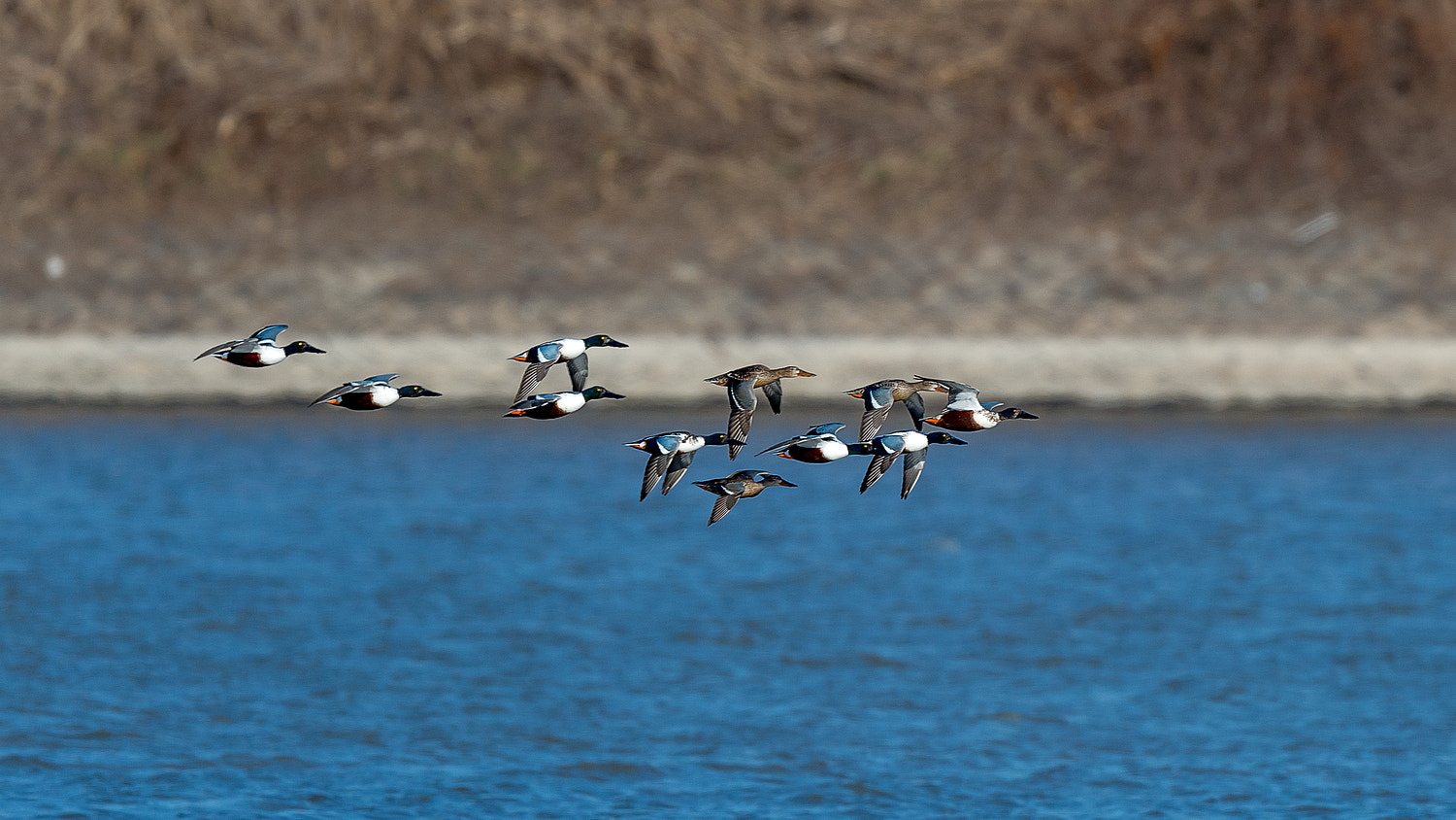 Nikon AF-S Nikkor 600mm F4E FL ED VR sample photo. Shovelers photography