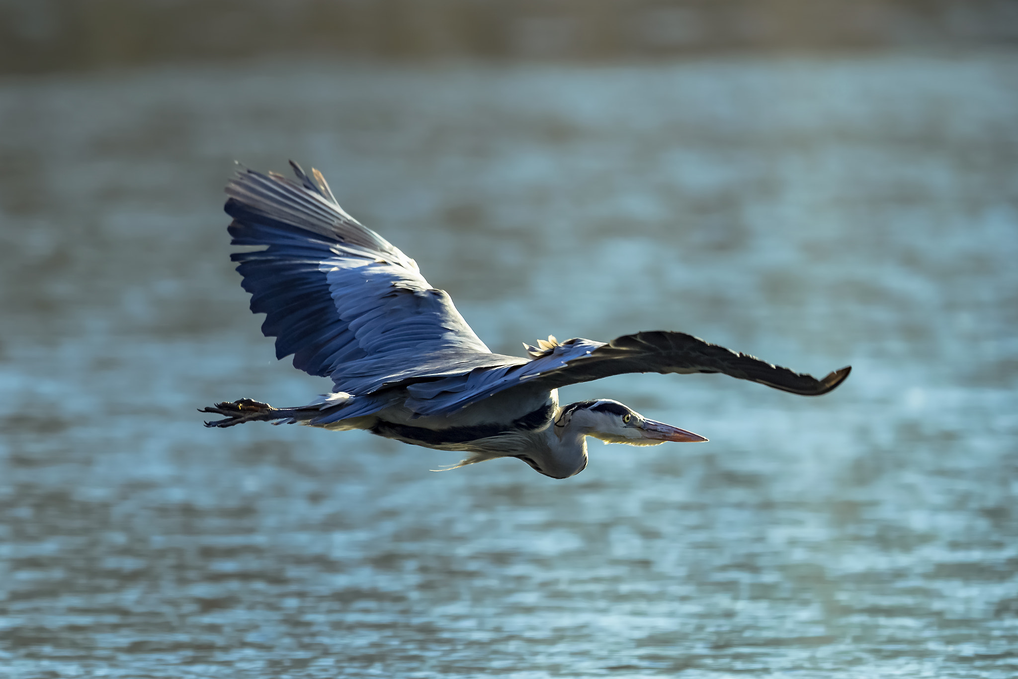 Canon EF 400mm F2.8L IS II USM sample photo. Ice pilot... photography