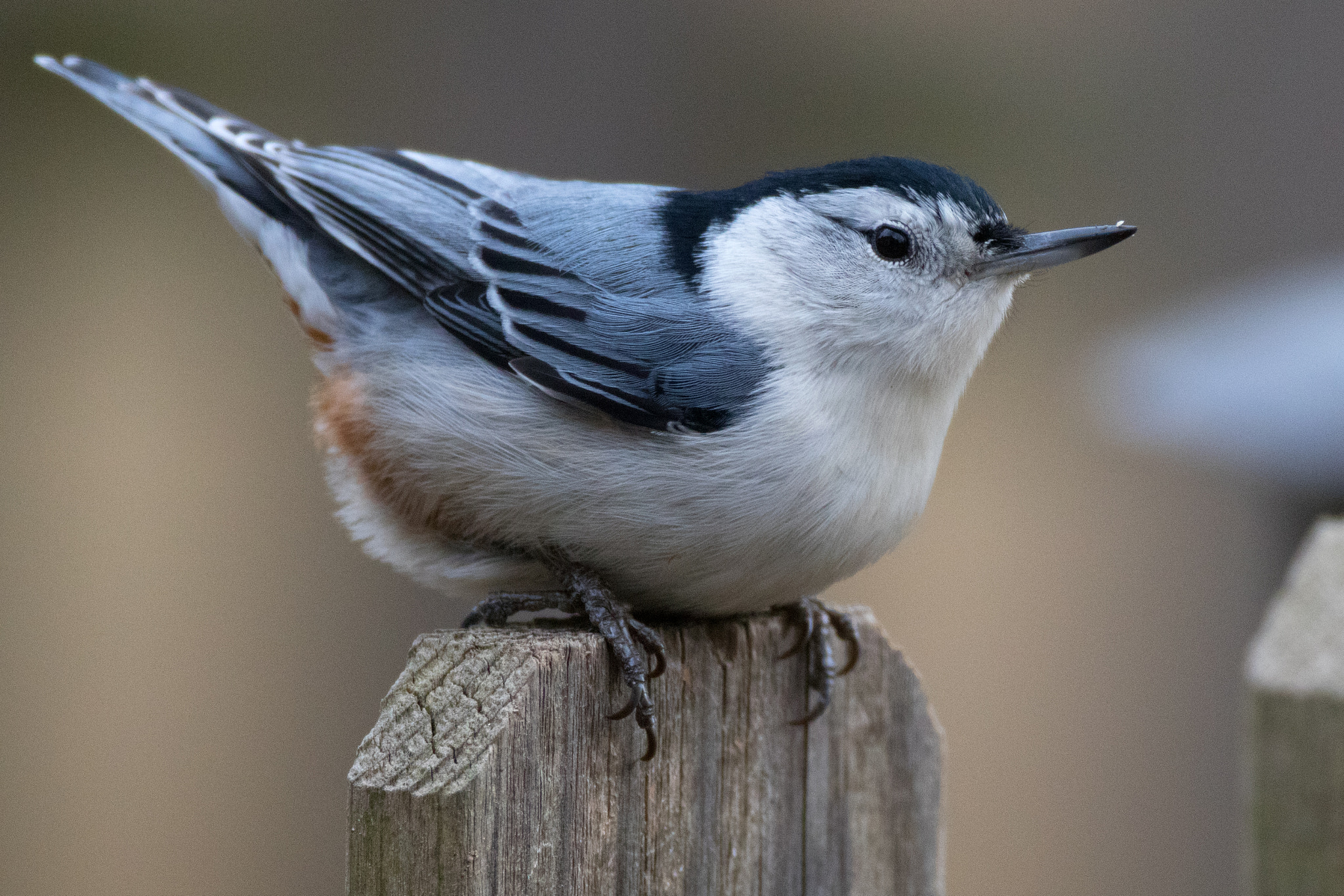 Canon EF 500mm F4L IS USM sample photo. Nuthatch perched fence photography