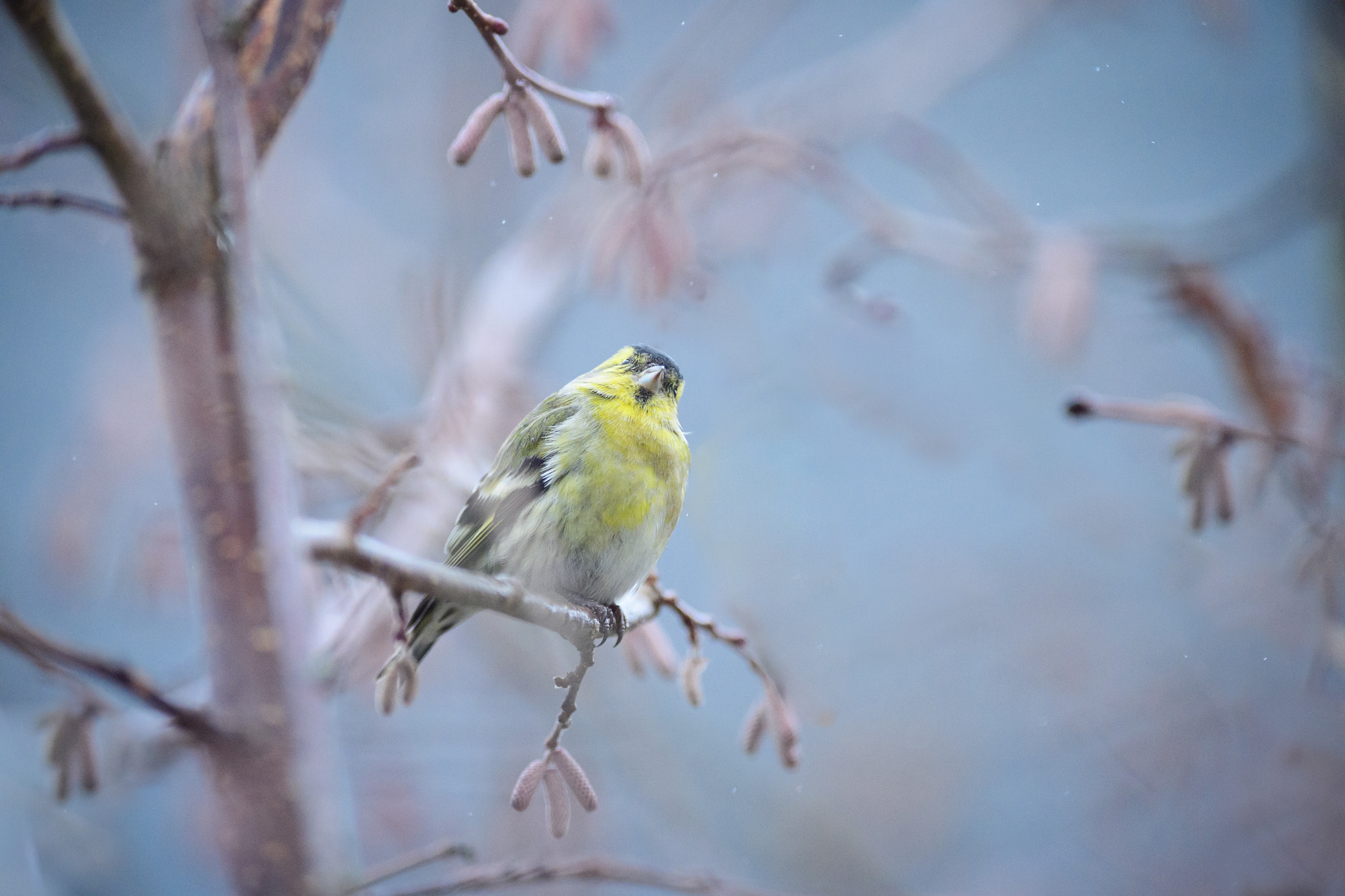 Nikon AF-S Nikkor 300mm F2.8G ED VR II sample photo. Rainy photography