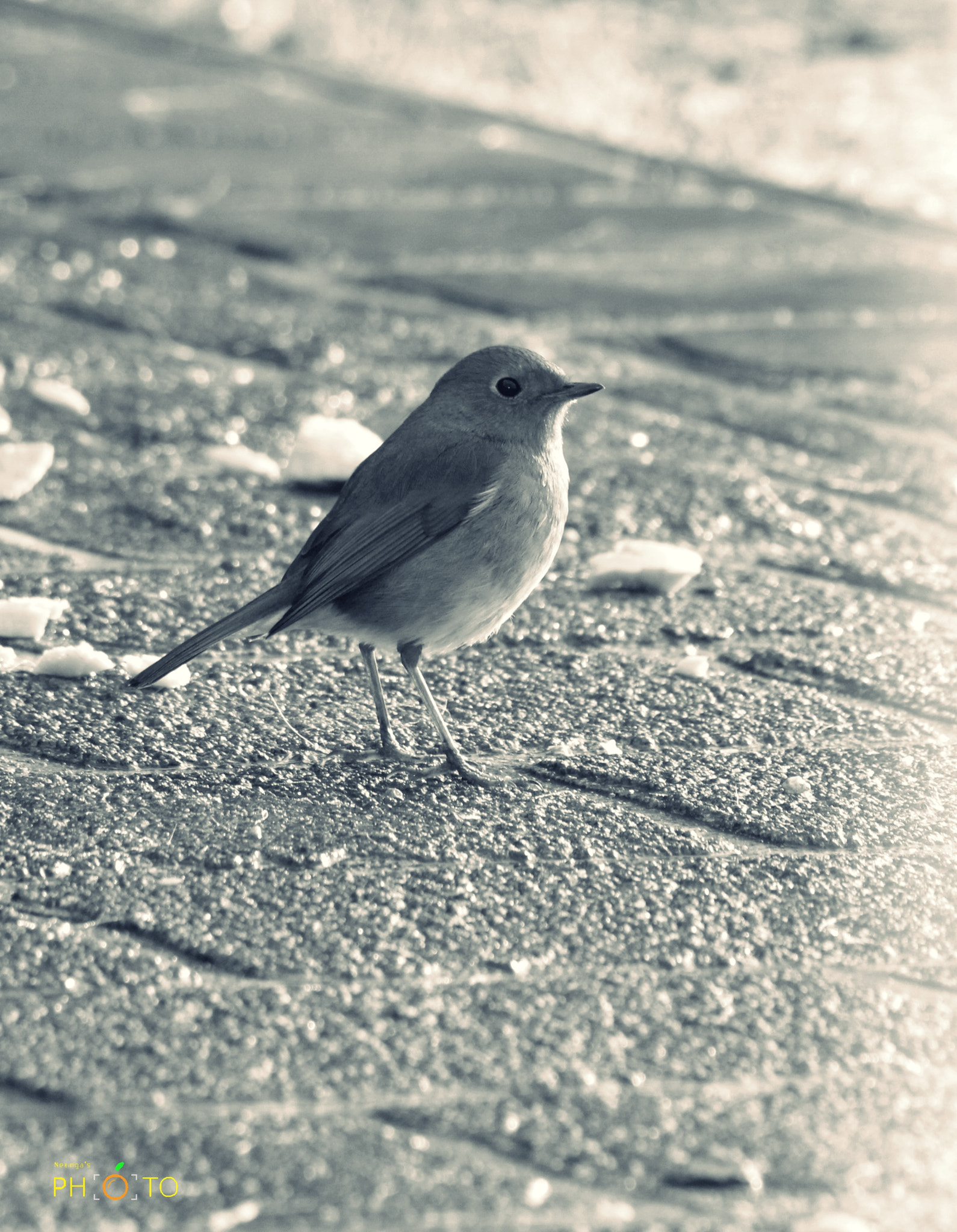 Canon EF 70-300mm F4-5.6 IS USM sample photo. Little bird photography