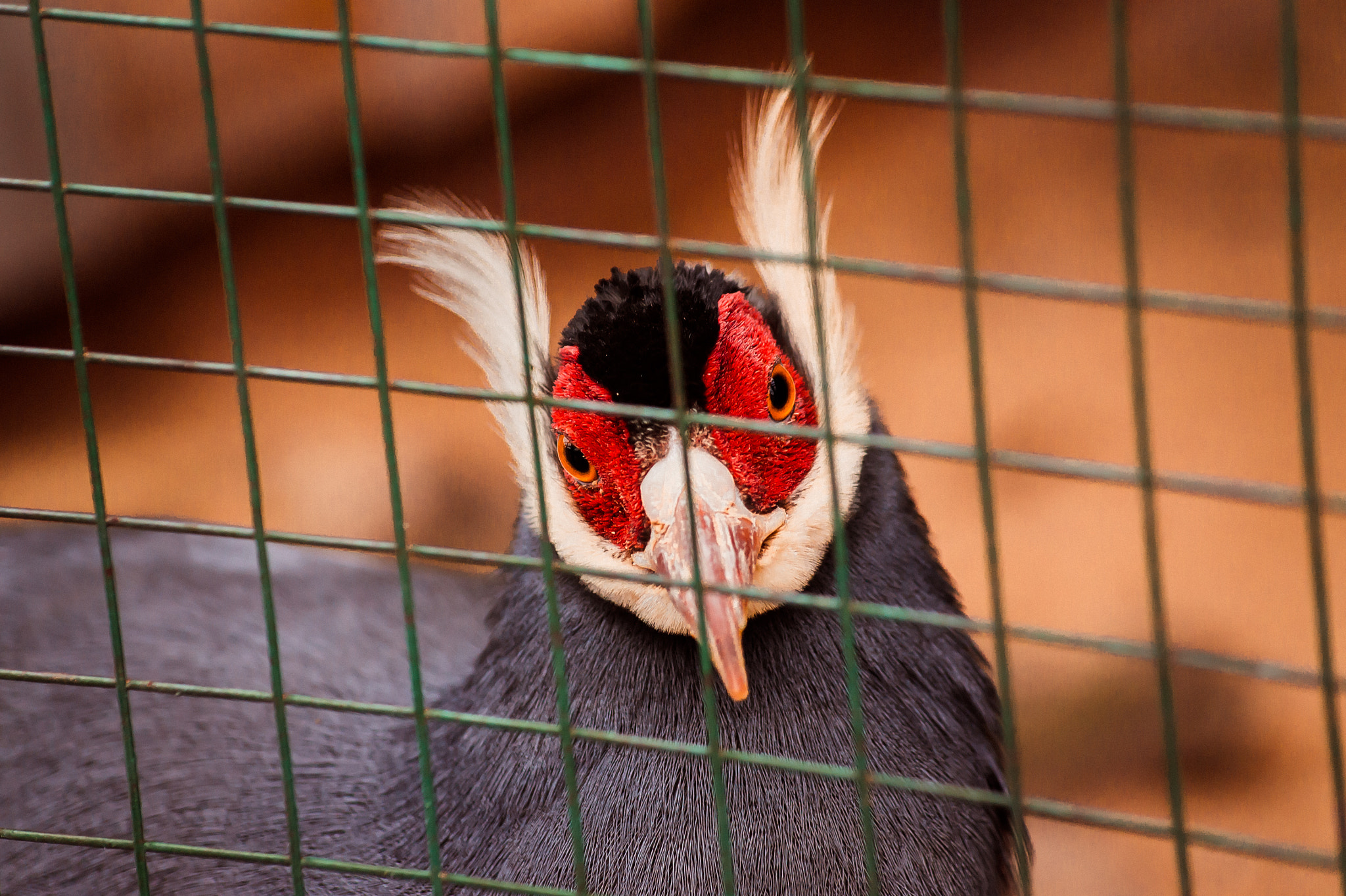 Sony Alpha DSLR-A550 sample photo. Pheasant photography