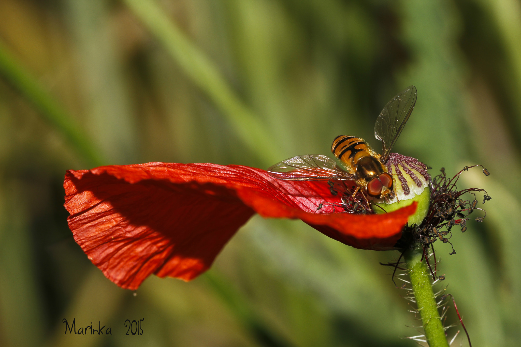 Sigma 150mm f/2.8 EX DG OS HSM APO Macro sample photo. Red poppy in the field photography