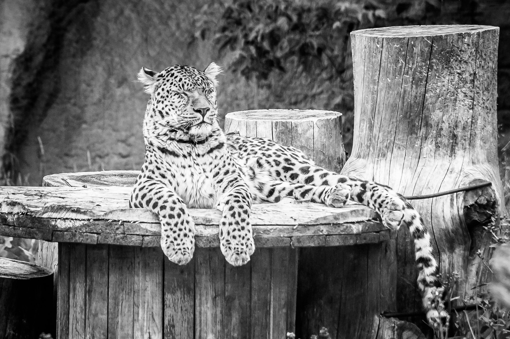 Sony Alpha DSLR-A550 sample photo. Leopard b&w photography