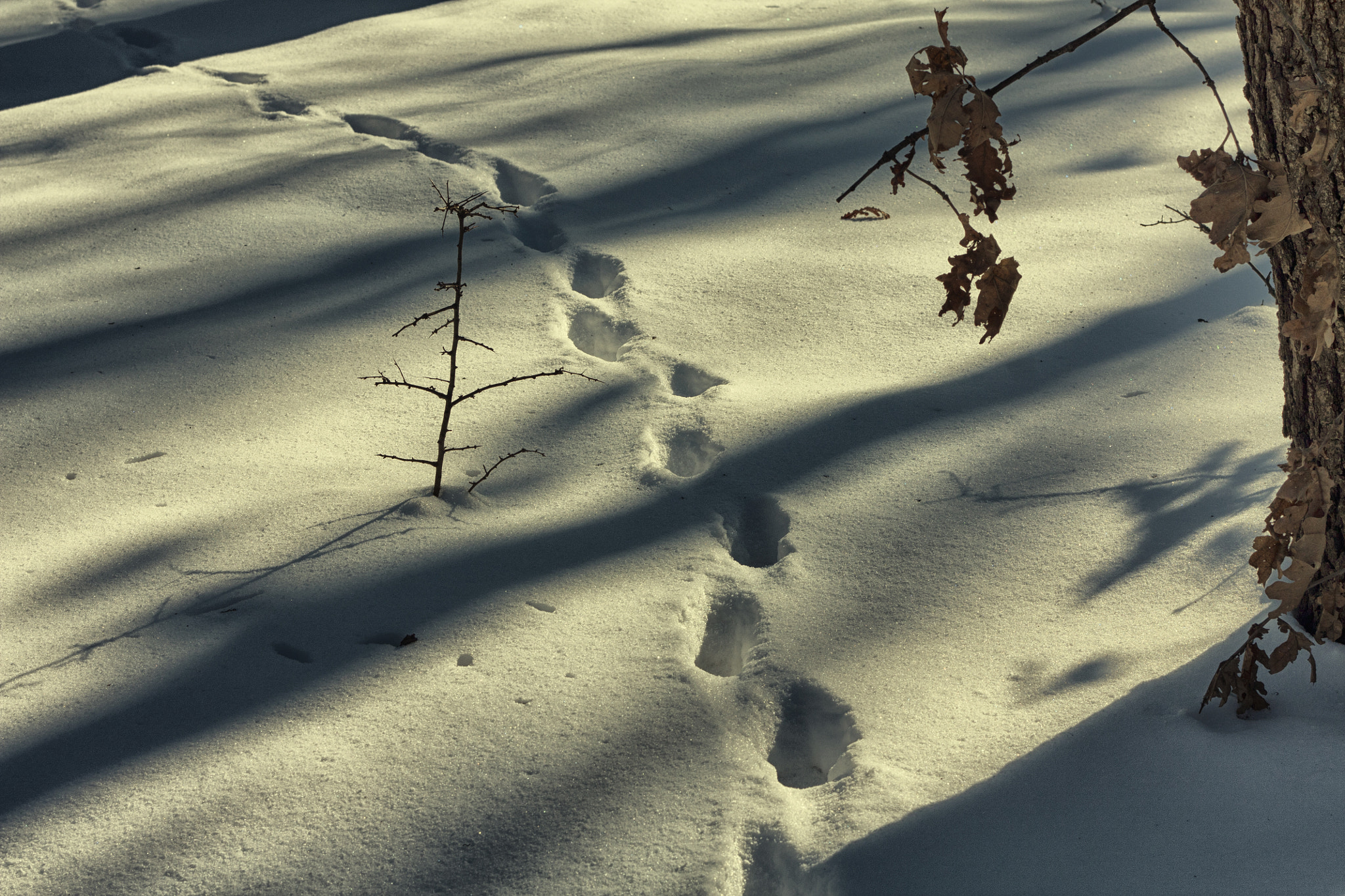 Canon EOS 450D (EOS Rebel XSi / EOS Kiss X2) sample photo. Snow tracks photography