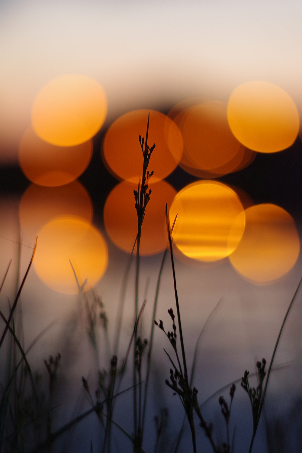 Pentax smc DA 50mm F1.8 sample photo. Bokeh photography