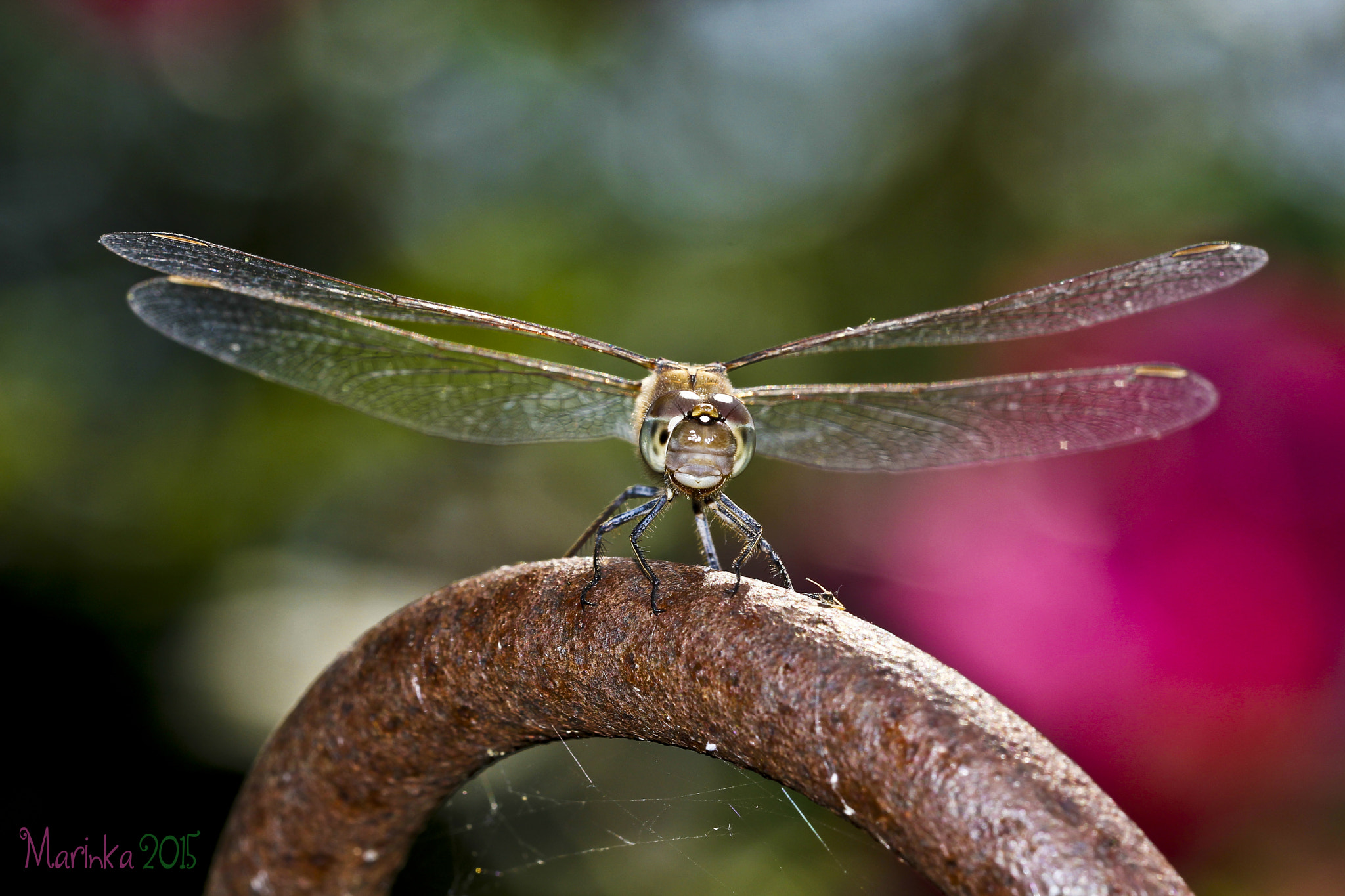 Sigma 150mm f/2.8 EX DG OS HSM APO Macro sample photo. Dragonfly photography